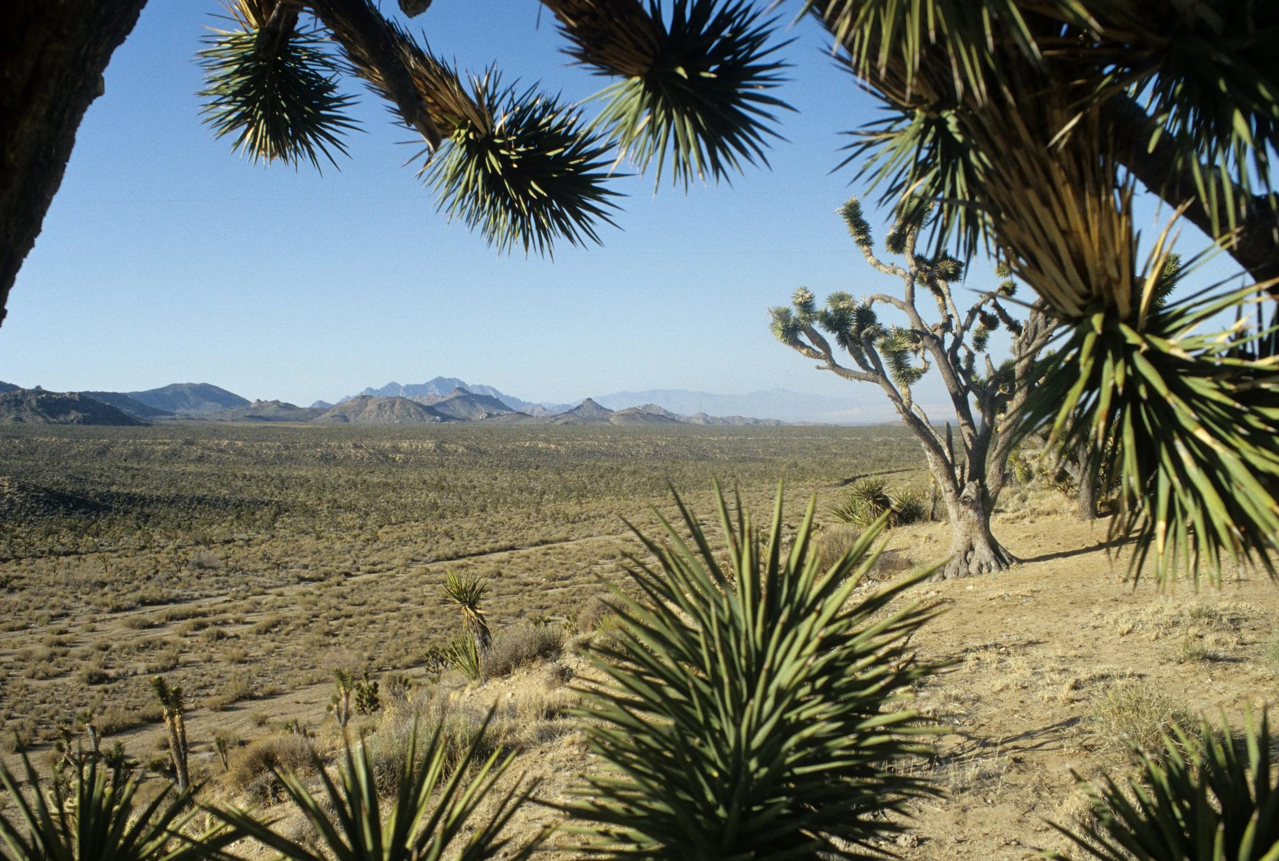 CALIFORNIA - MOJAVE NATIONAL MONUMENT.jpg