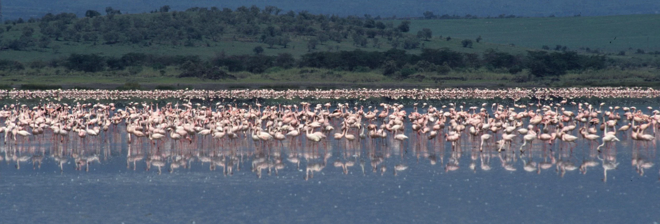 BIRDS - FLAMINGOS - ELEMENTAITA F.jpg