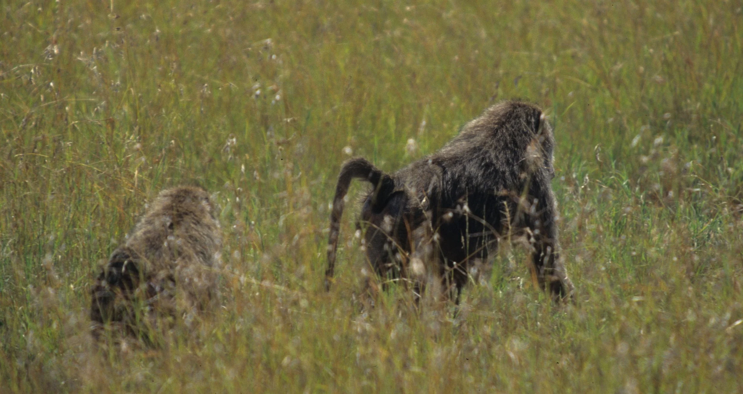 PRIMATE - BABOON-OLIVE - SERENGETI E.jpg