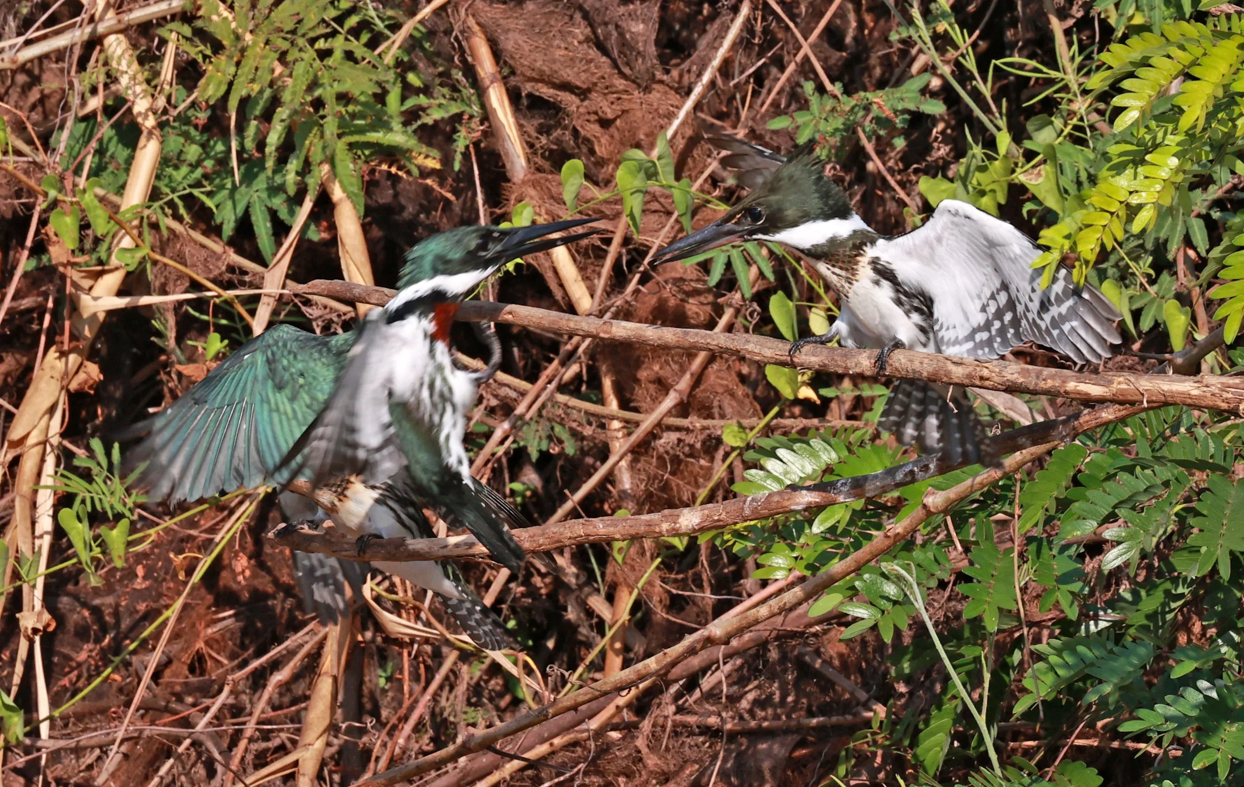 Kingfisher - Green Kingfisher - Chloroceryle americana - Pantanal, Encontro das Águas State Park, Porto Jofre, Cuiaba River, Brazil (34).jpg