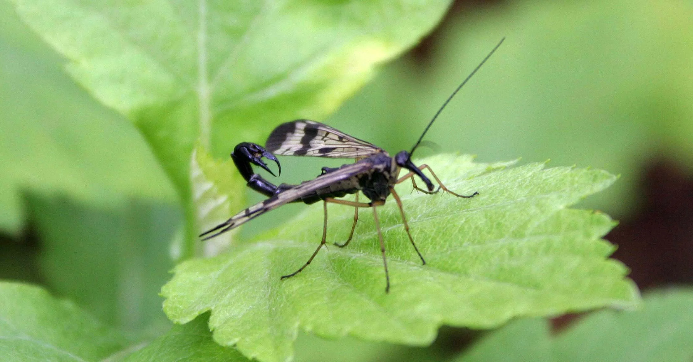 Mecoptera - Species - Primorye, Russia (3).jpg