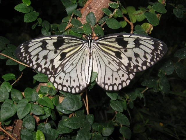 2005-10-29 DAY TRIP TO SEATTLE MUSEUMS AND AQUARIUM (4).JPG