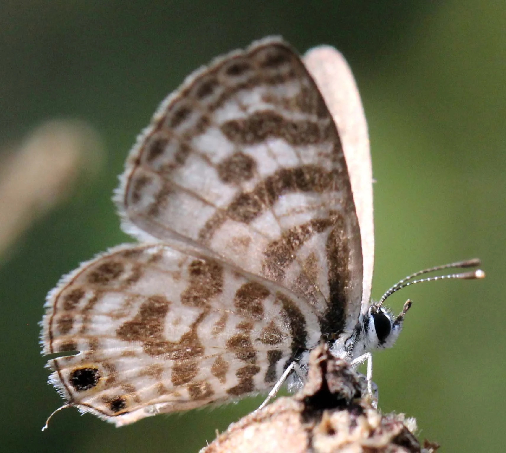 Lycaenidae - Catapaecilma major - Kerala, India