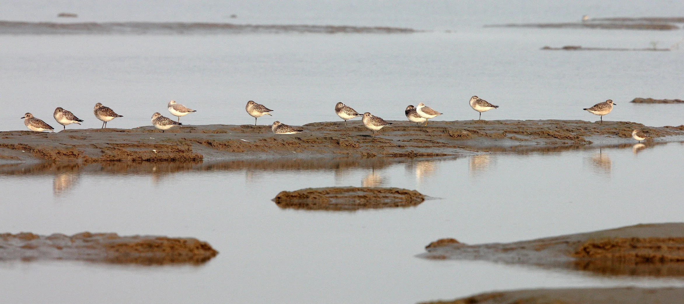 BIRD - GREENSHANK - NOORDMAN'S GREENSHANK WITH GREY PLOVERS - NANKOU, RUDONG, CHINA (1).JPG