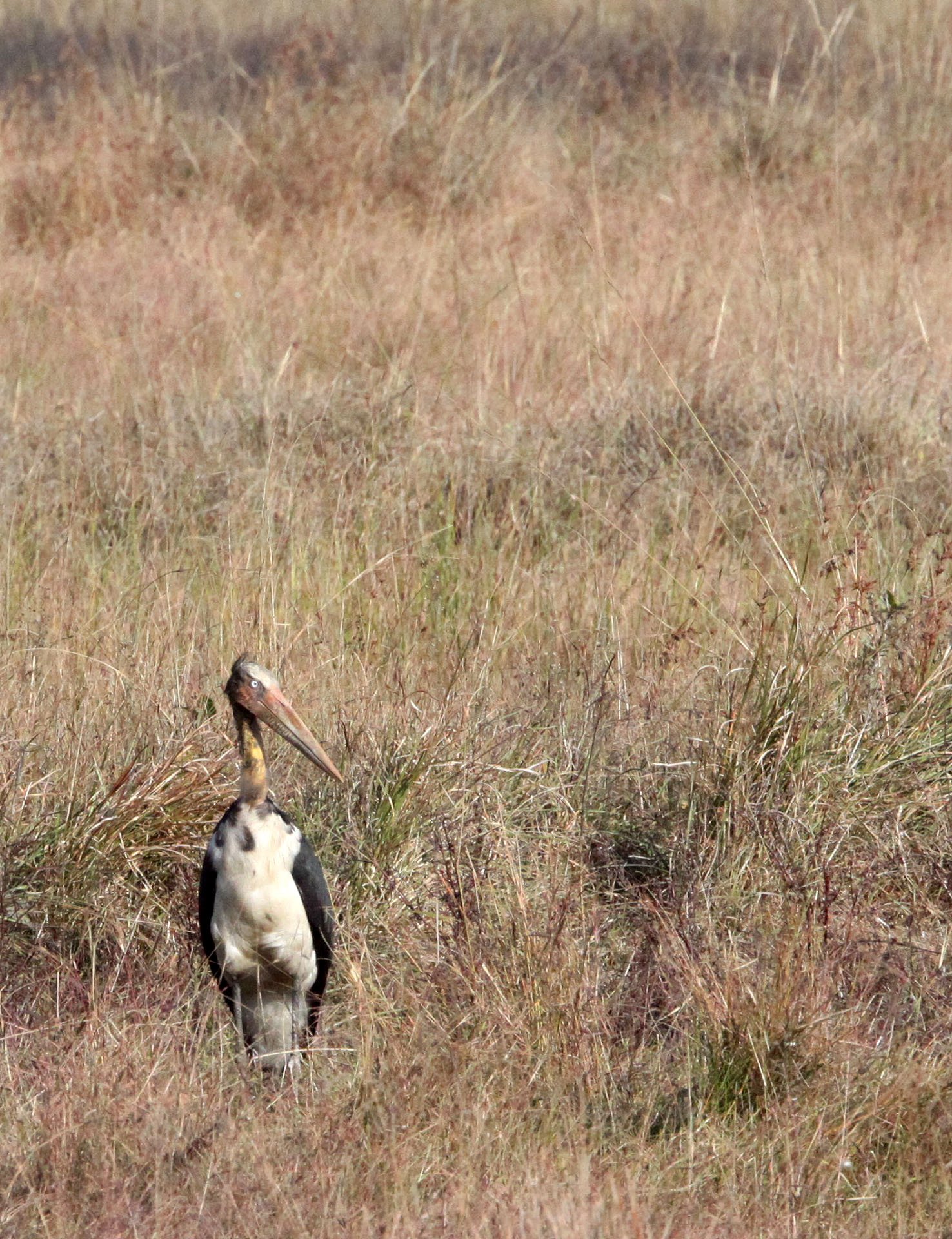 STORK - LESSER ADJUTANT STORK - Leptoptilos javanicus - BANDHAVGAR NATIONAL PARK INDIA (9).JPG