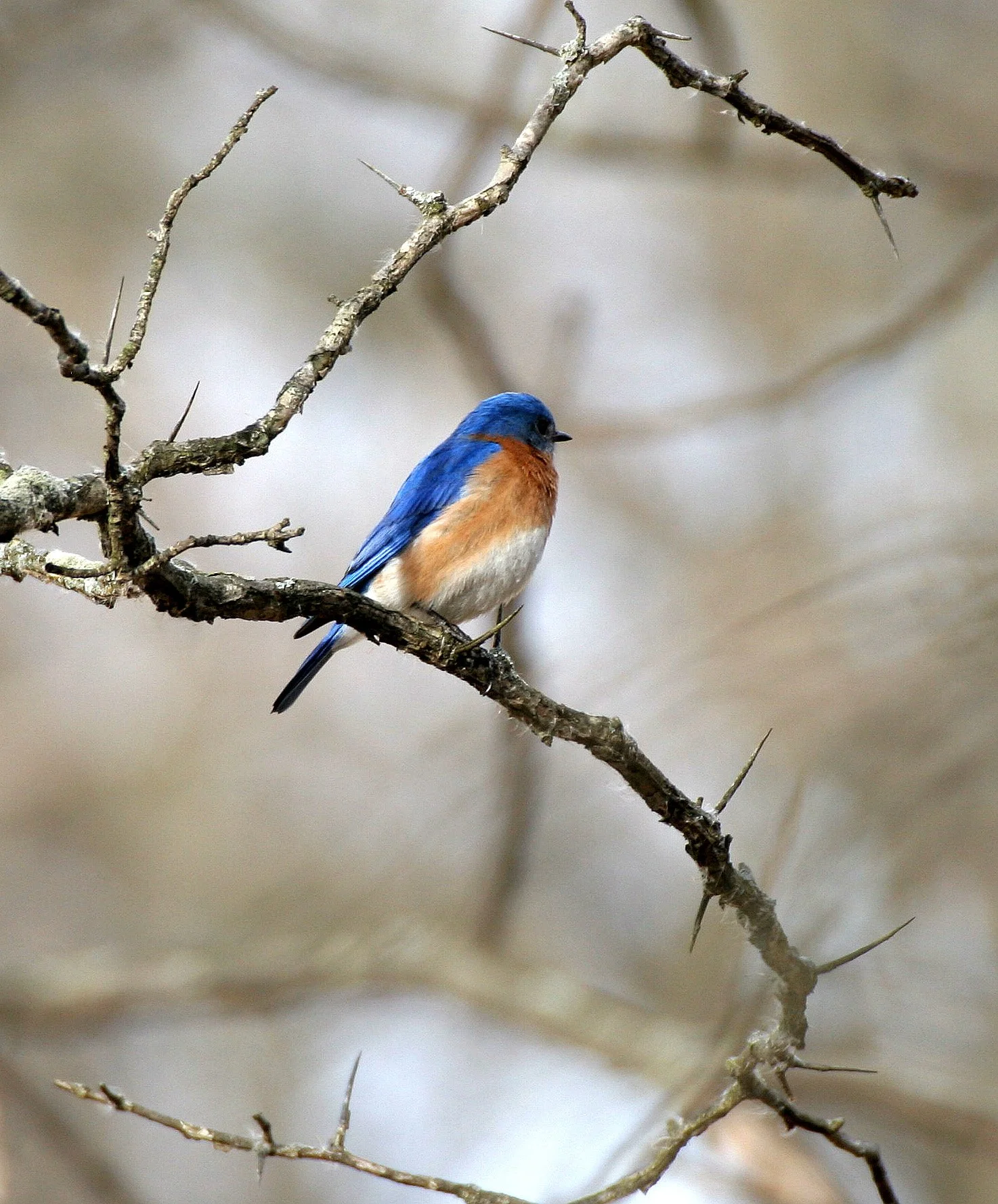 Eastern Bluebird (Sialia sialis) Lincoln Marsh Wheaton Illinois (16).JPG