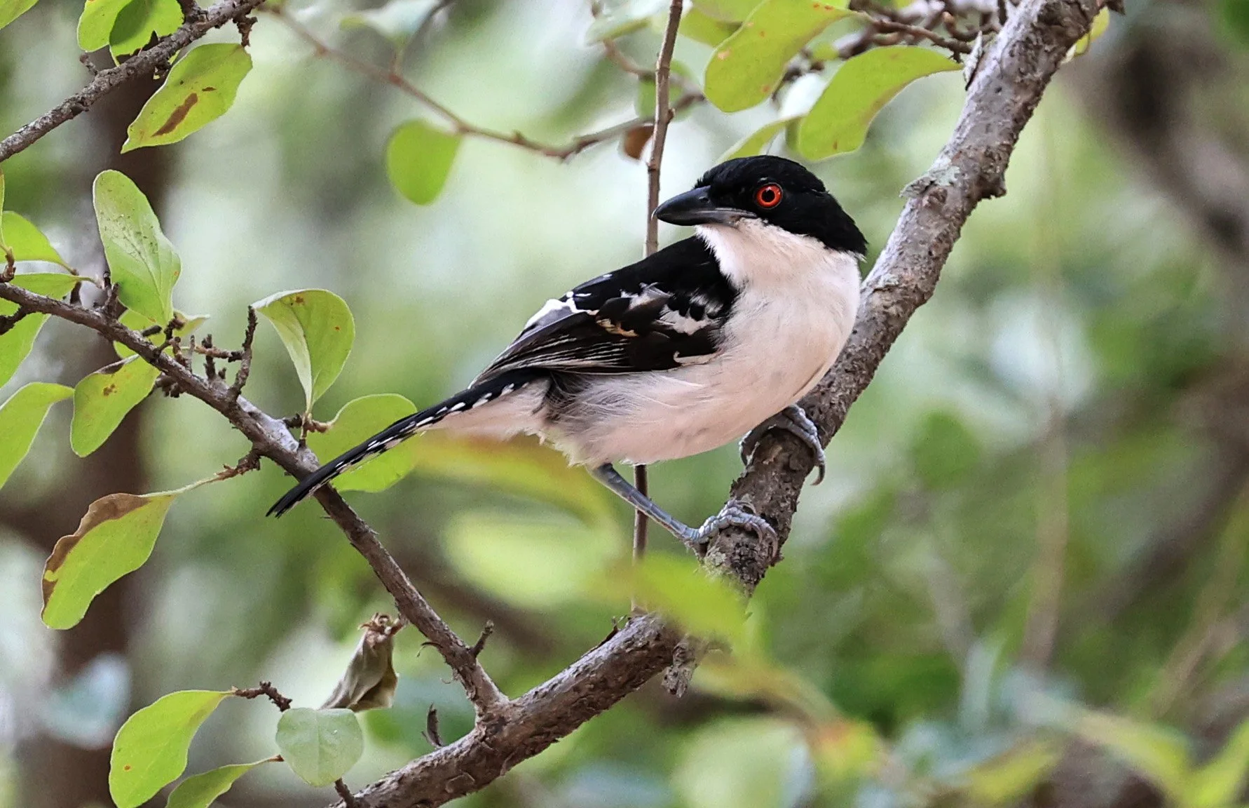Great Antshrike (Taraba major) Hotel Campestre Iparoma Paraguay (9).jpg