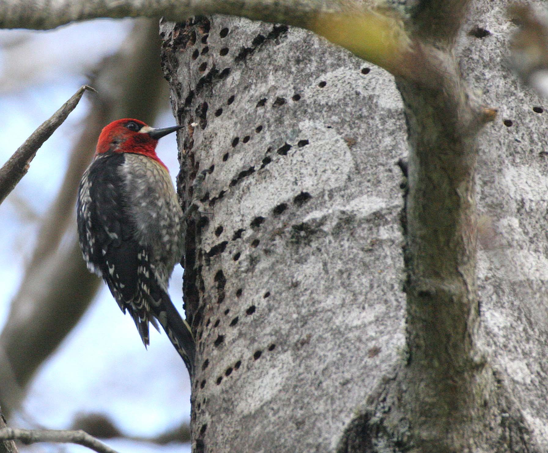 BIRD - WOODPECKER - SAPSUCKER - RED-BREASTED SAPSUCKER - SPHYRAPICUS RUBER - LAKE FARM TRAILS WA (50).JPG