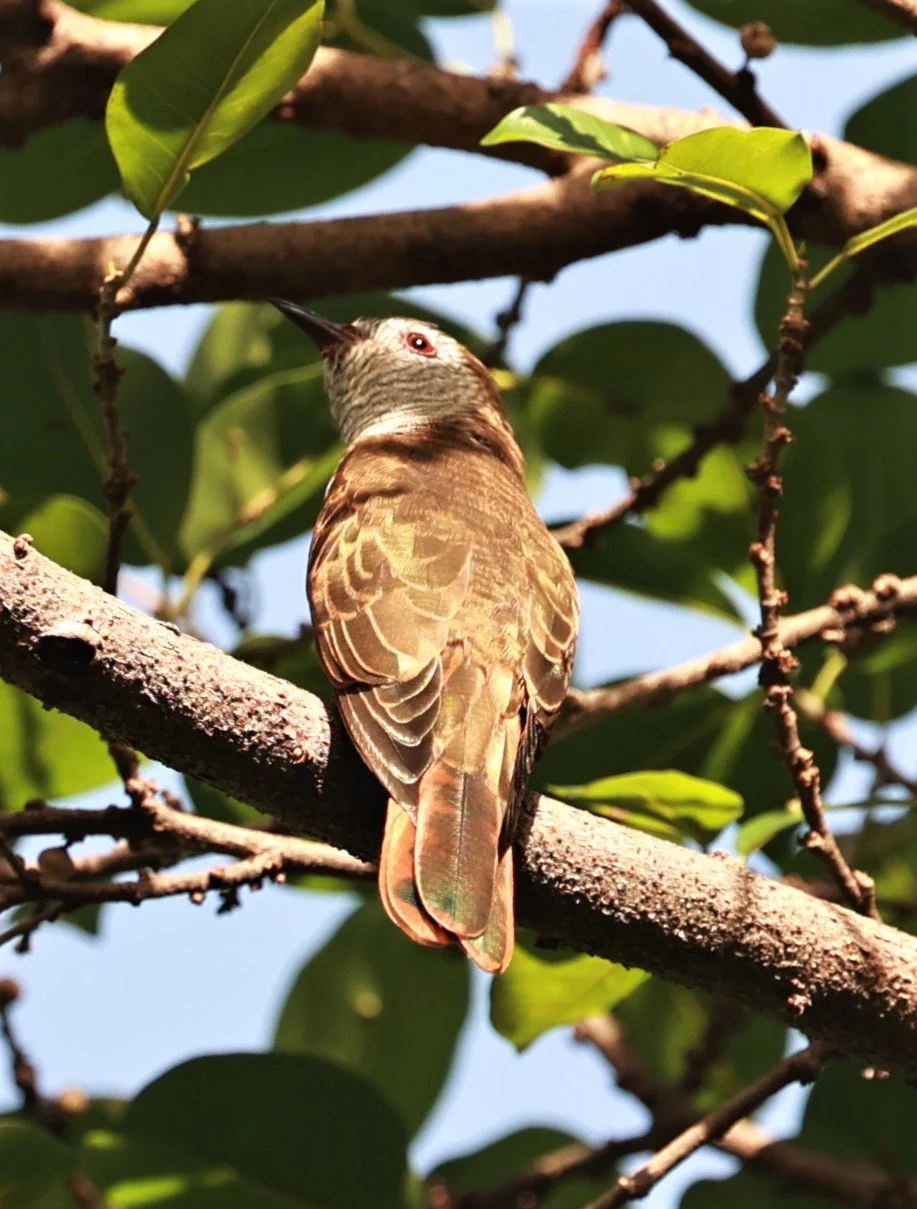 Violet Cuckoo (Chrysococcyx xanthorhynchus) Rama IX Park Bangkok (28).jpg