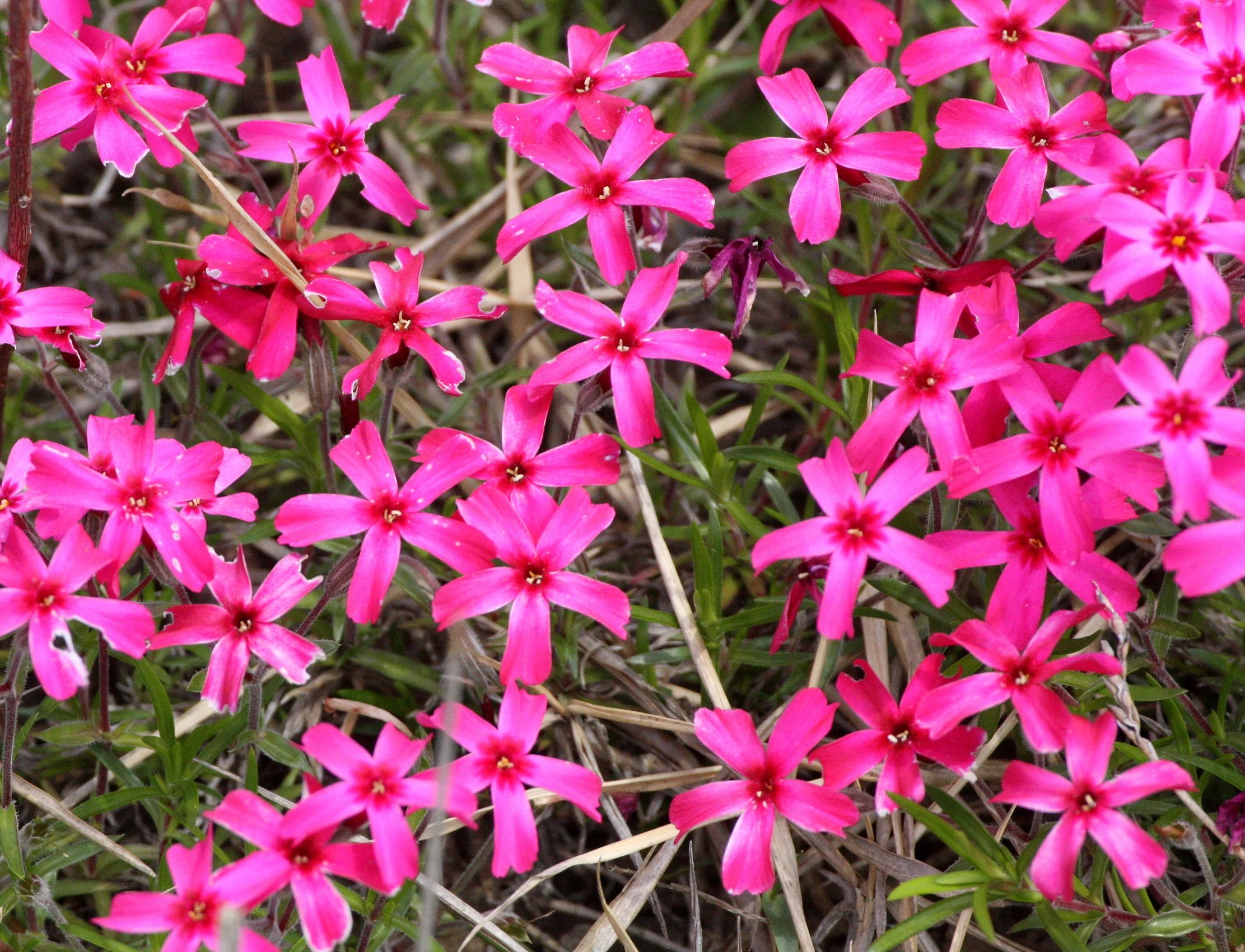 PLANT SPECIES - SHIMOKITA PENINSULA JAPAN (4).JPG