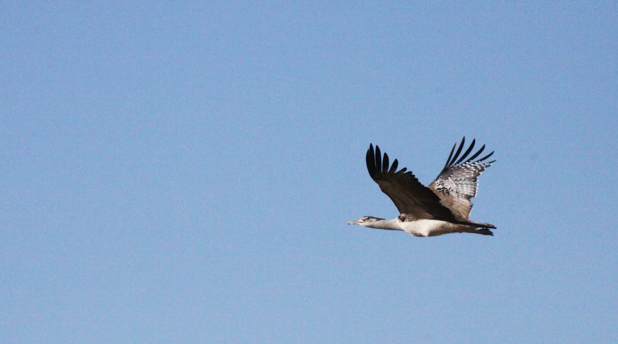 Kori bustard (Ardeotis kori) Etosha NP, Namibia (4).JPG