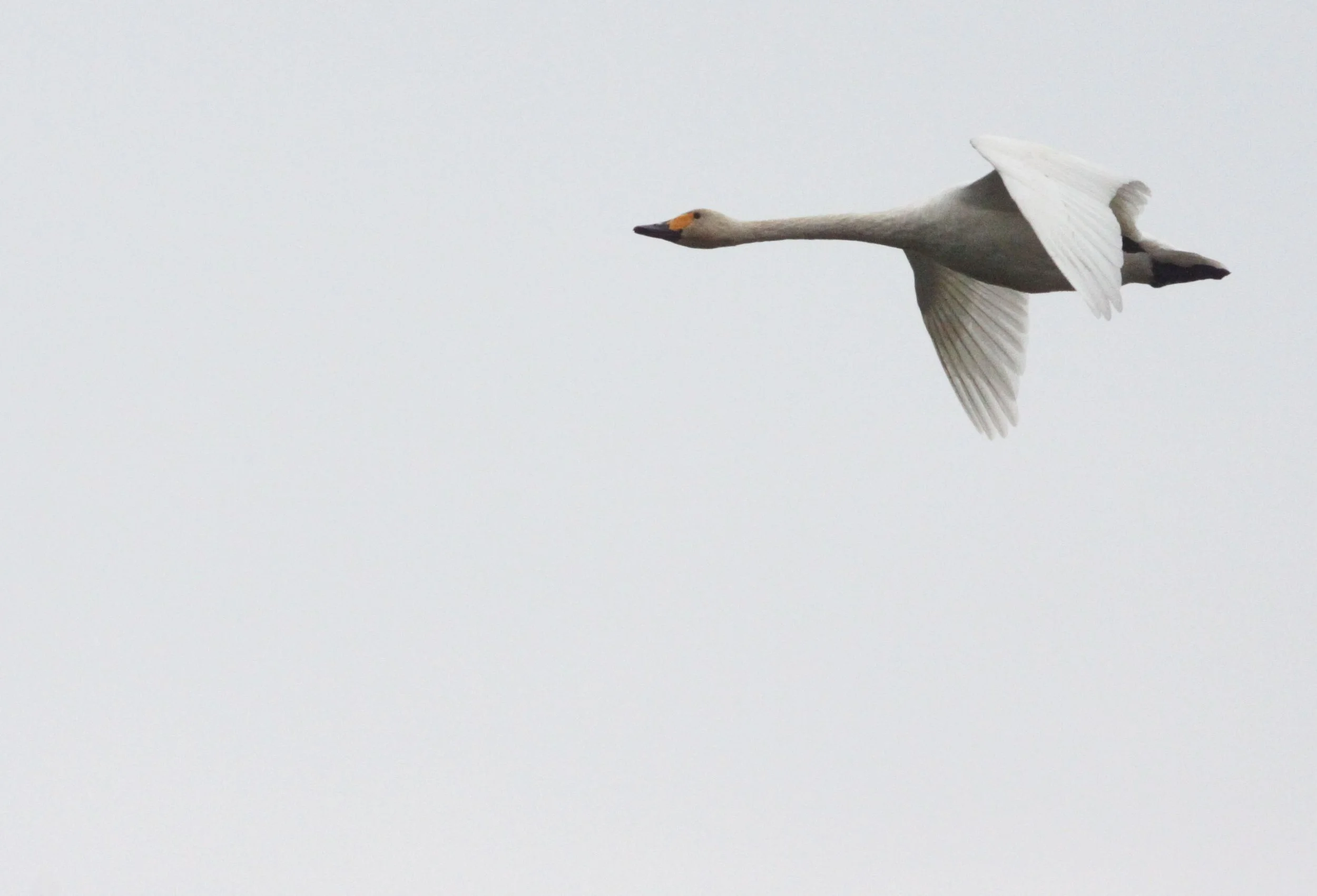 SWAN - TUNDRA SWAN - Cygnus columbianus - CRANE - SIBERIAN CRANE - GRUS LEUCOGERANUS - POYANG LAKE, JIANGXI PROVINCE, CHINA (87).JPG