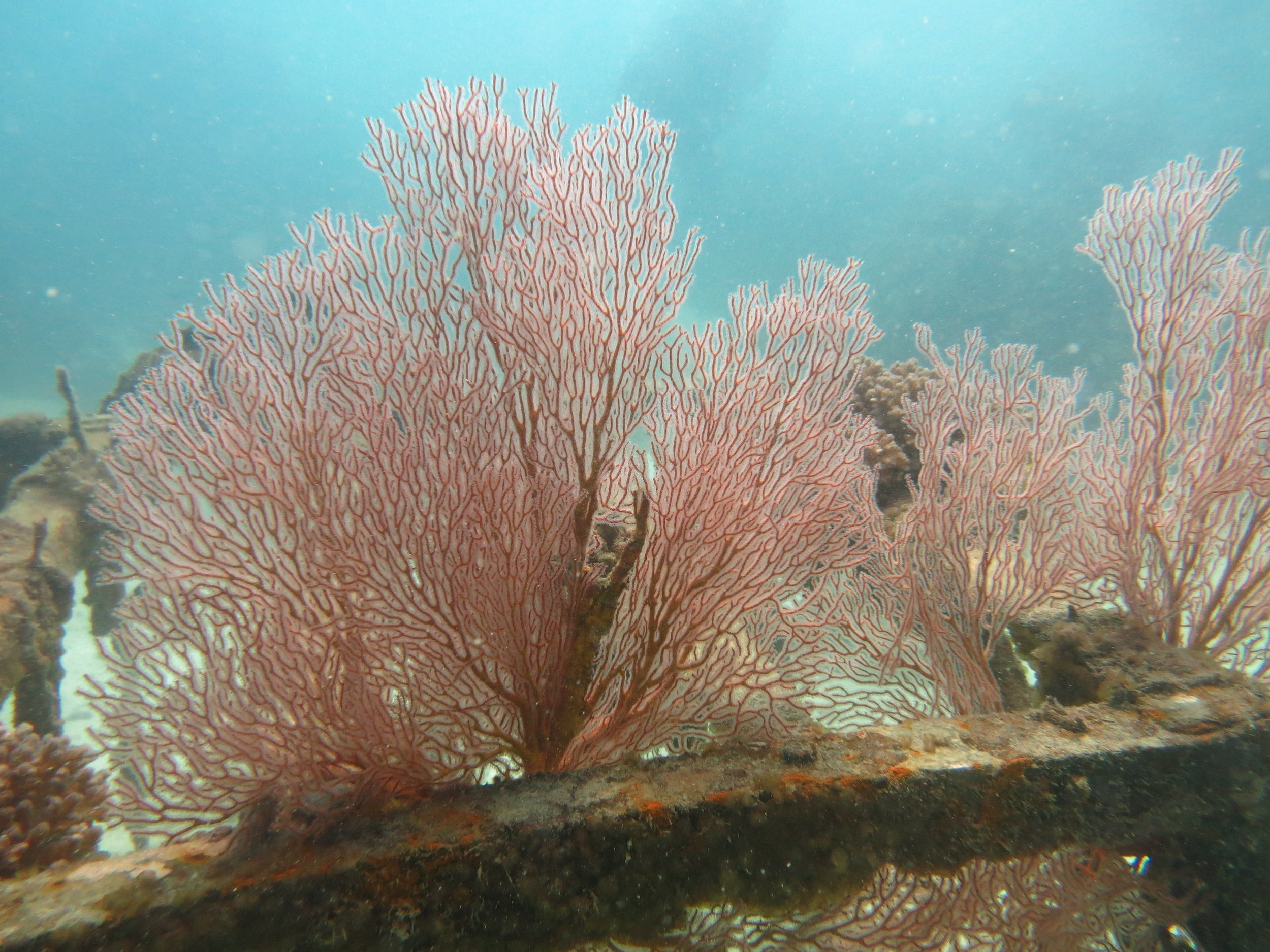 2016 BPS Satthahip Dive Trip with Marine Conservation Club (24).JPG