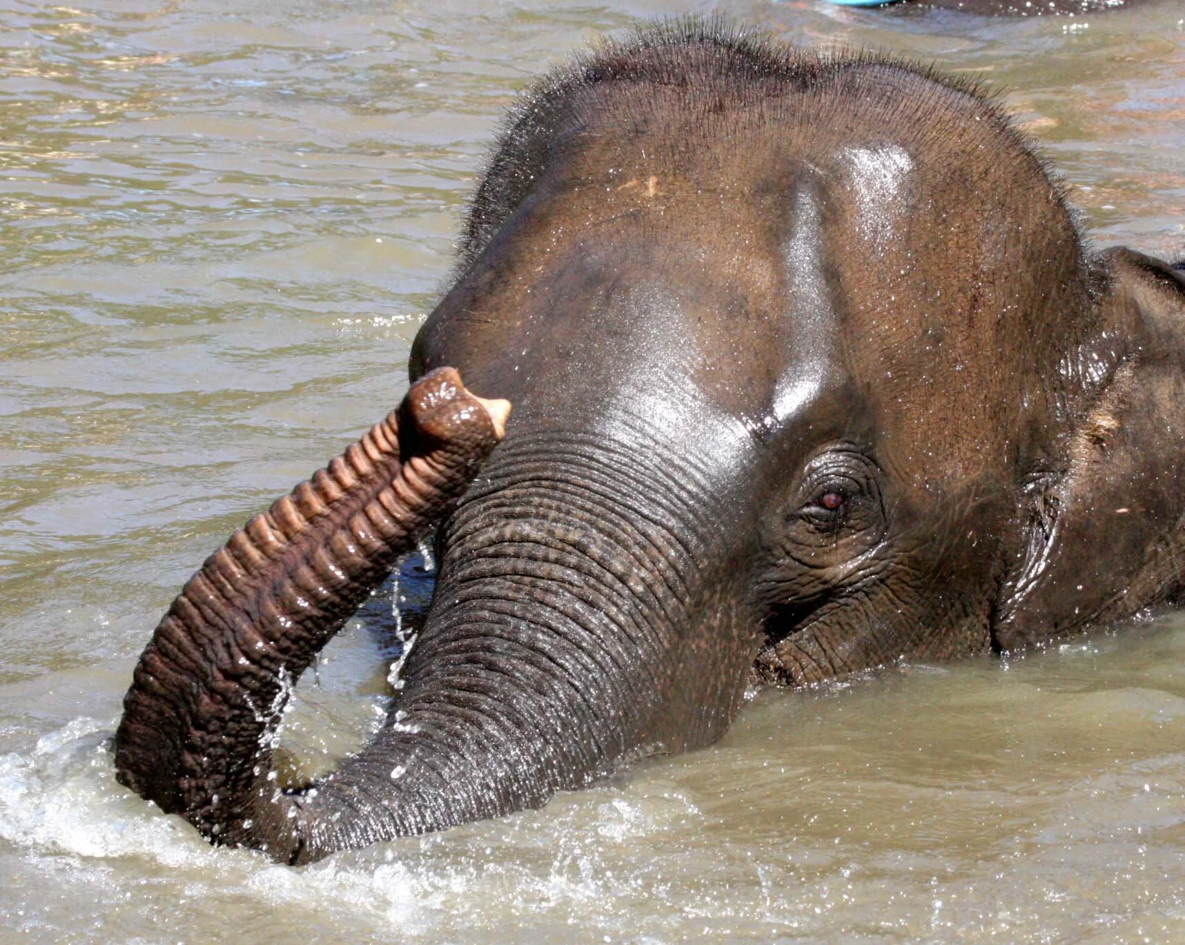 2008 Lampang City & Elephant Center (93).JPG