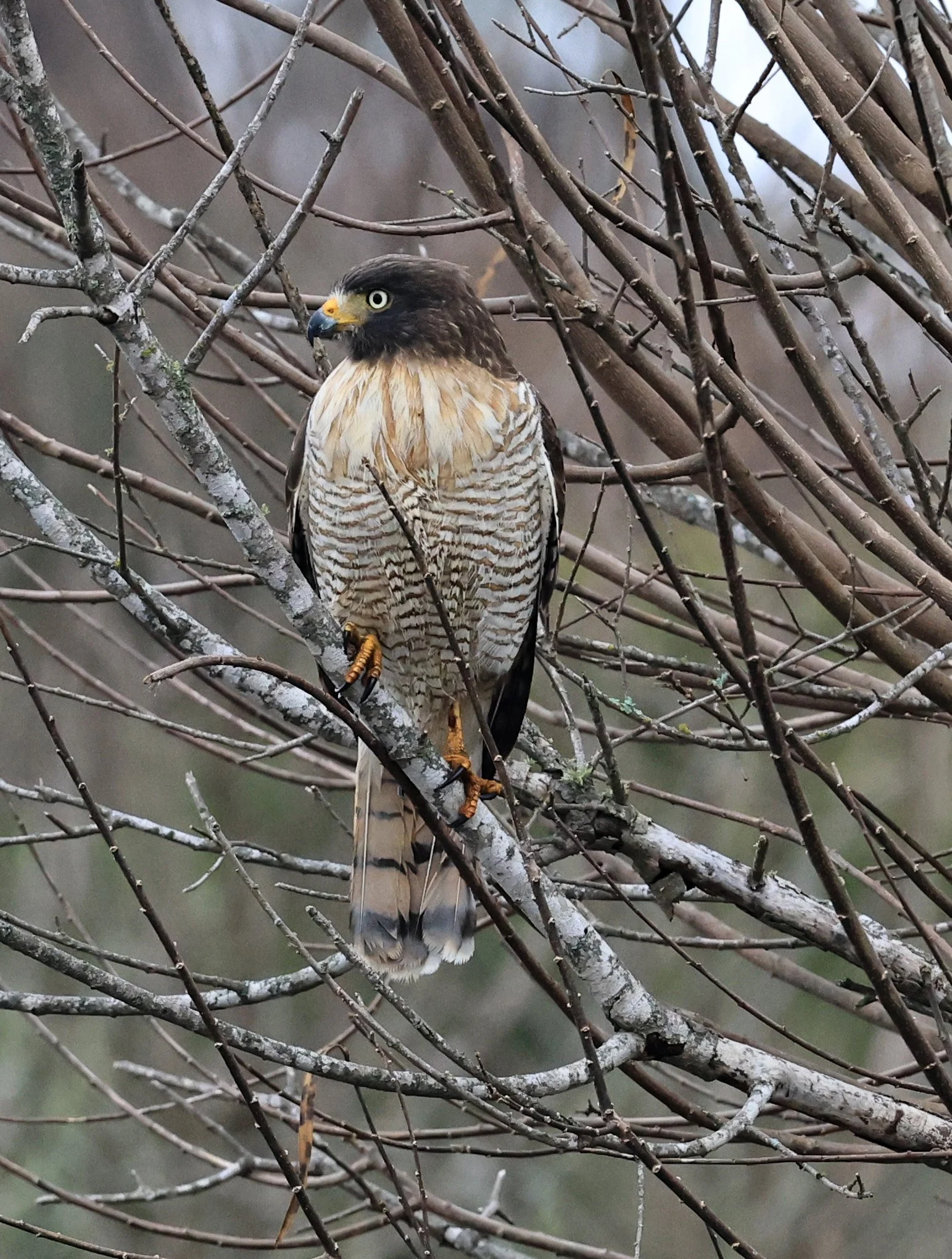Roadside Hawk (Rupornis magnirostris) El Palmar National Park, Entre Rios, Argentina (28).jpg
