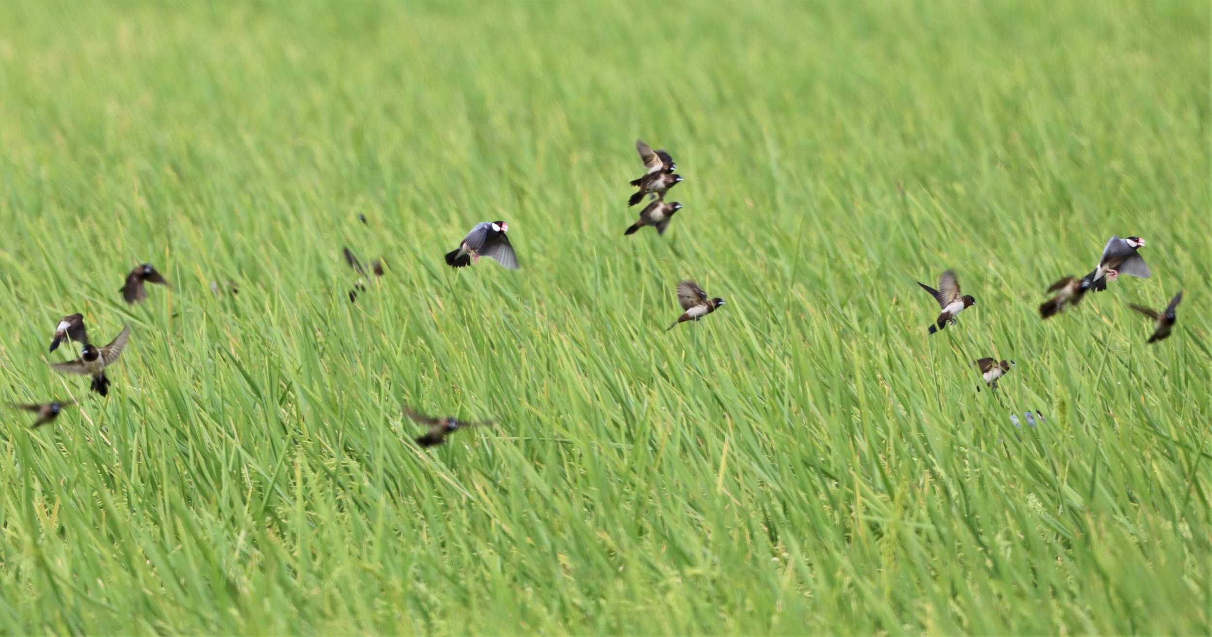 SPARROW - JAVA SPARROW - Lonchura oryzivora - WHITE-RUMPED MUNIA AND SCALY BREASTED MUNIA - PATHUM THANI RICE RESEARCH CENTER (5).jpg