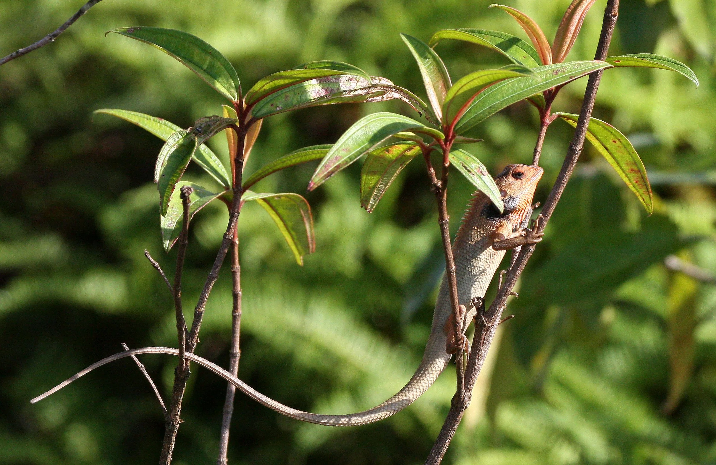 Oriental Garden Lizard (Calotes versicolor) Thailand