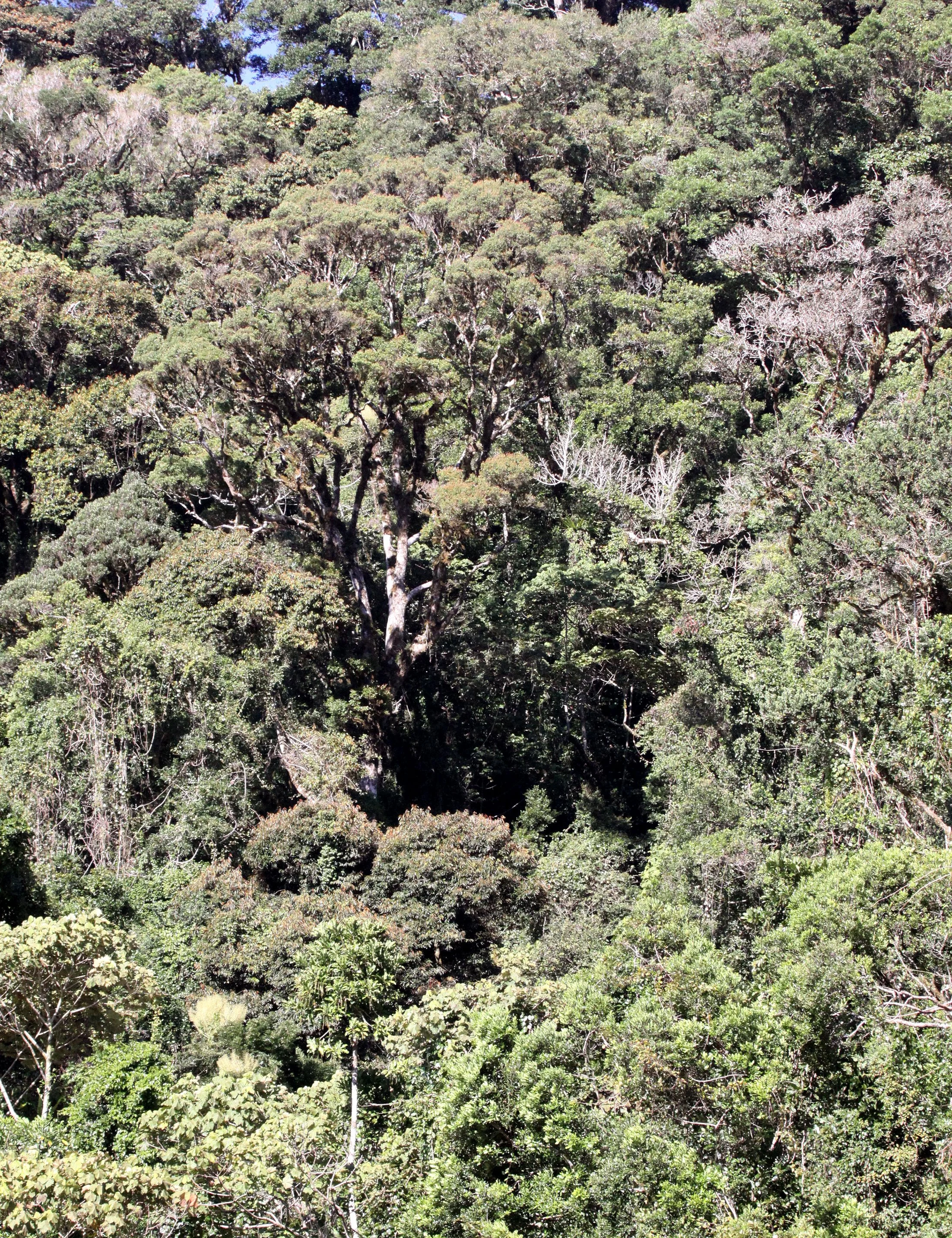 MONTAGNE D'AMBRE NATIONAL PARK MADAGASCAR - FOREST GALLERY VIEWS (6).JPG