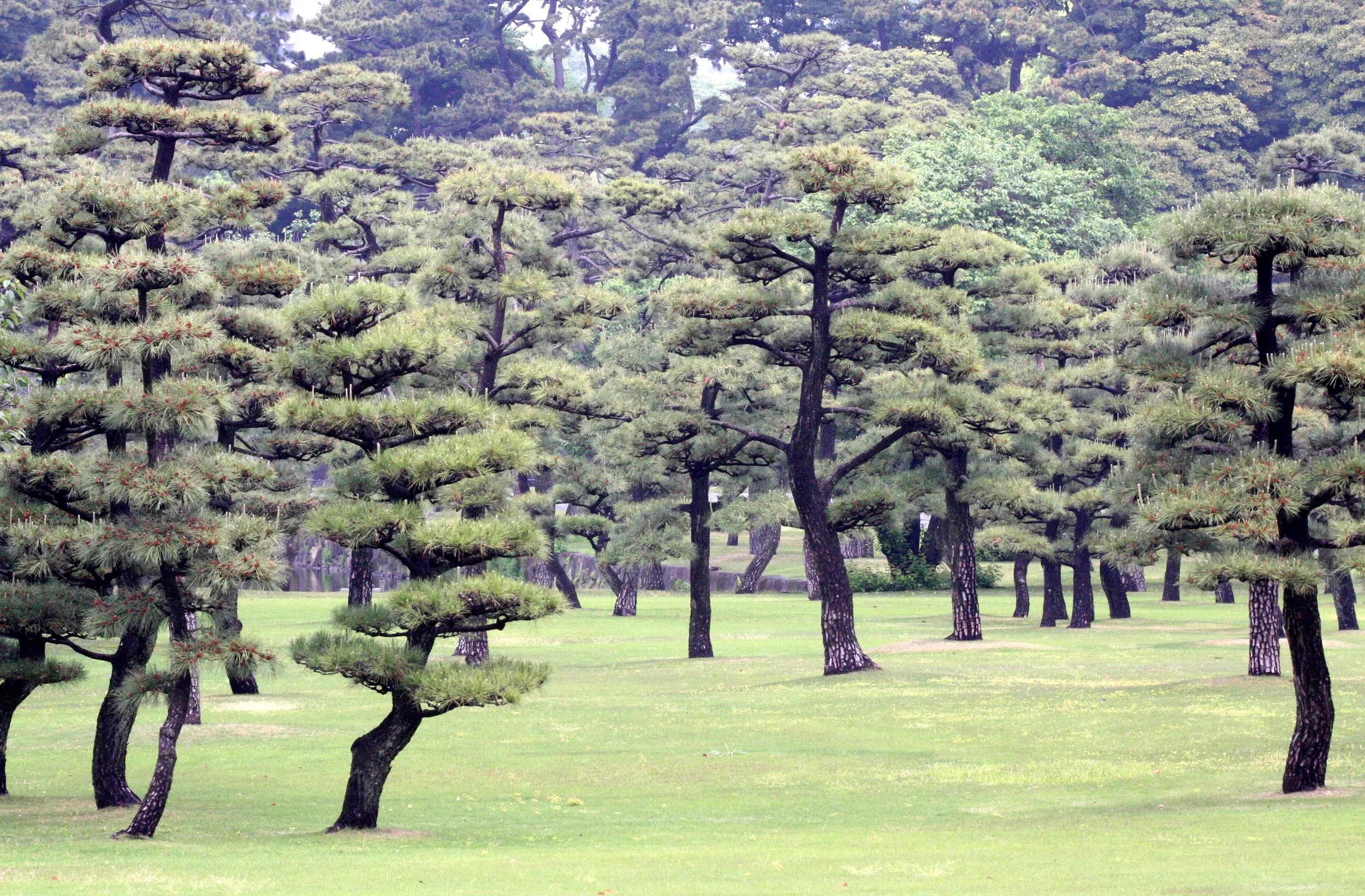 TOKYO -MAY 2009 -  IMPERIAL PALACE (22).JPG