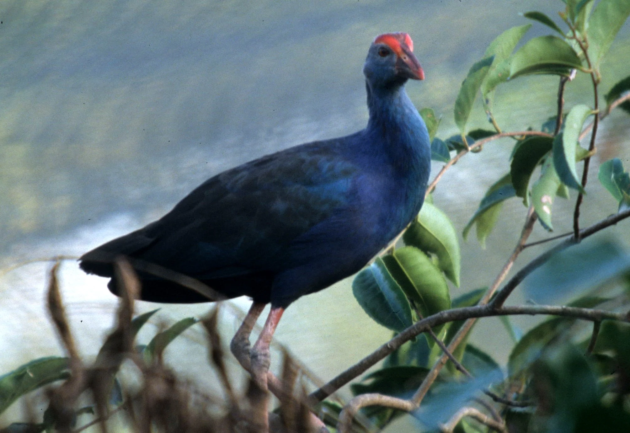 Purple Swamphen (Porphyrio porphyrio) Nakhon Si Thammarat Wetlands Thailand (1).jpg