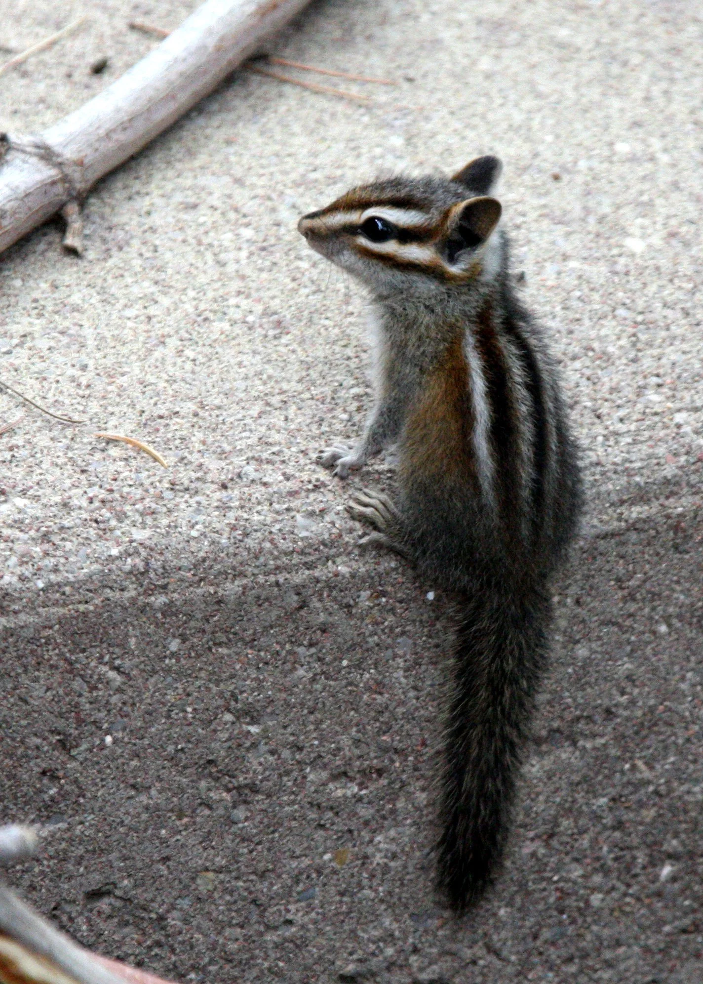 RODENT - CHIPMUNK - GREY-FOOTED CHIPMUNK - SACRAMENTO MOUNTAINS NEW MEXICO.JPG