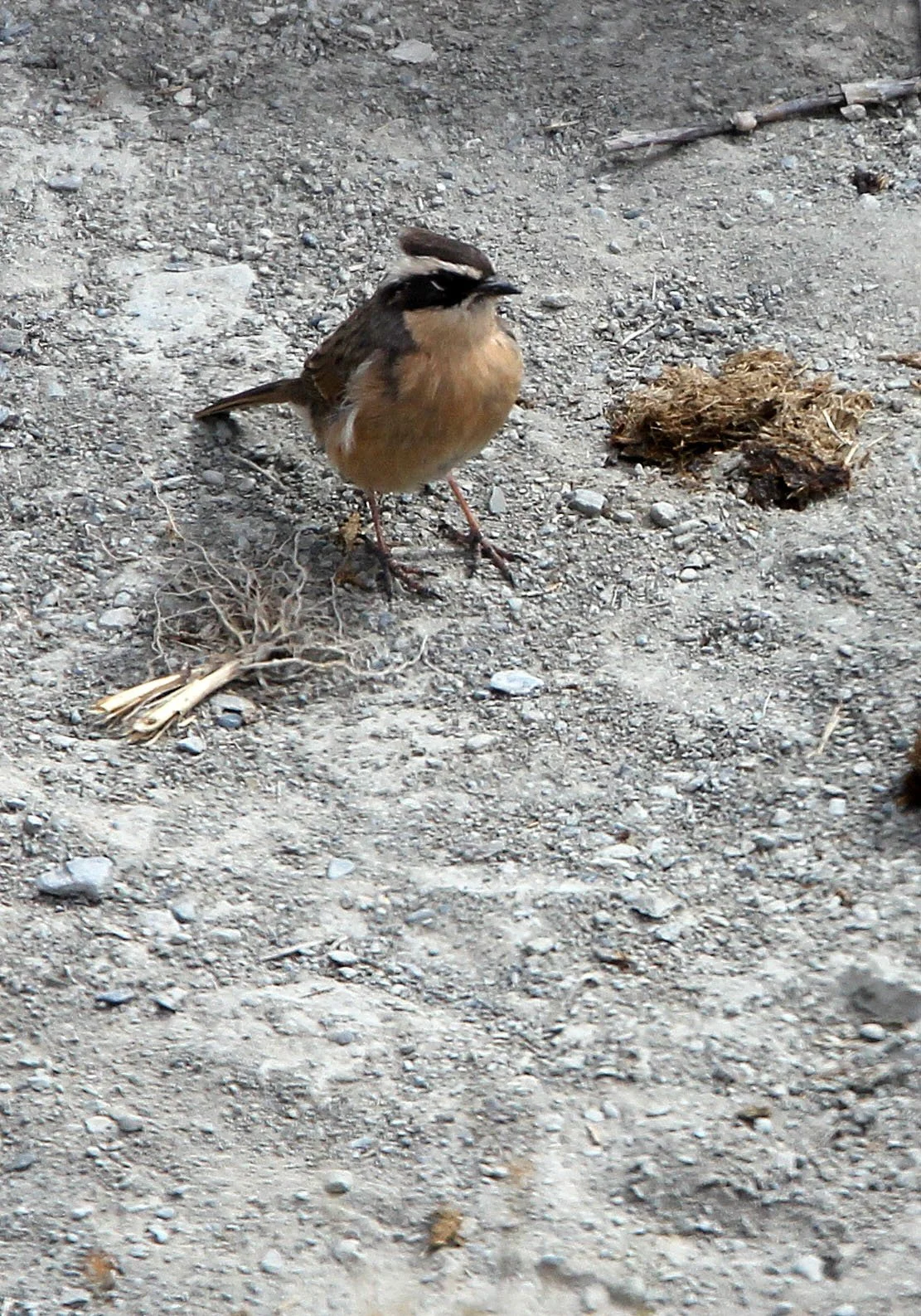 Brown Accentor (Prunella fulvescens) Hemis NP Ladakh India (2).JPG