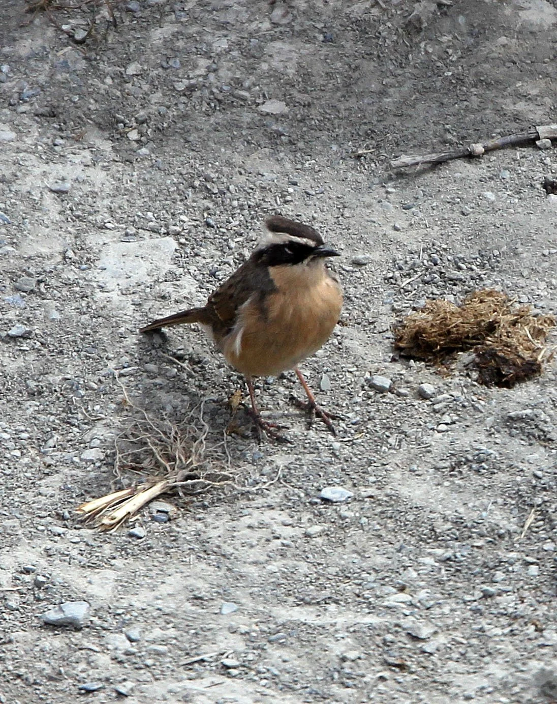 Brown Accentor (Prunella fulvescens) Hemis NP Ladakh India (3).JPG