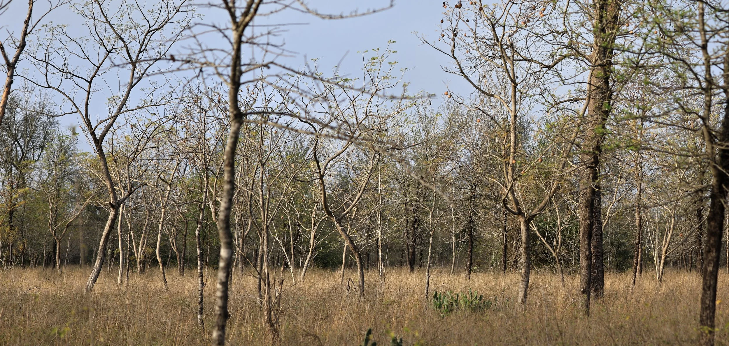 A rare natural grassland in natural condition in Selva Serena Reserve