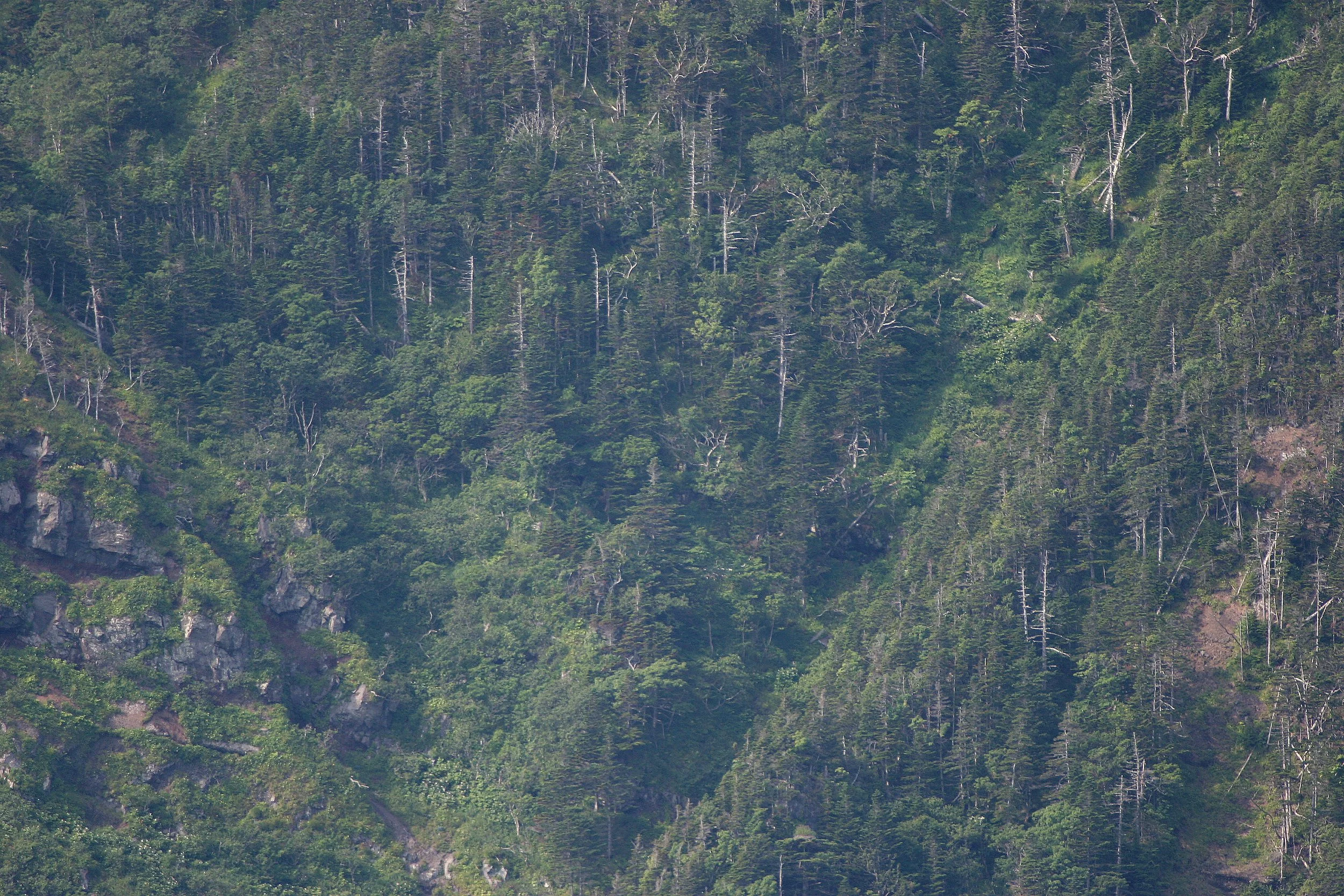 KURIL ISLANDS - FLORA  (4).jpg