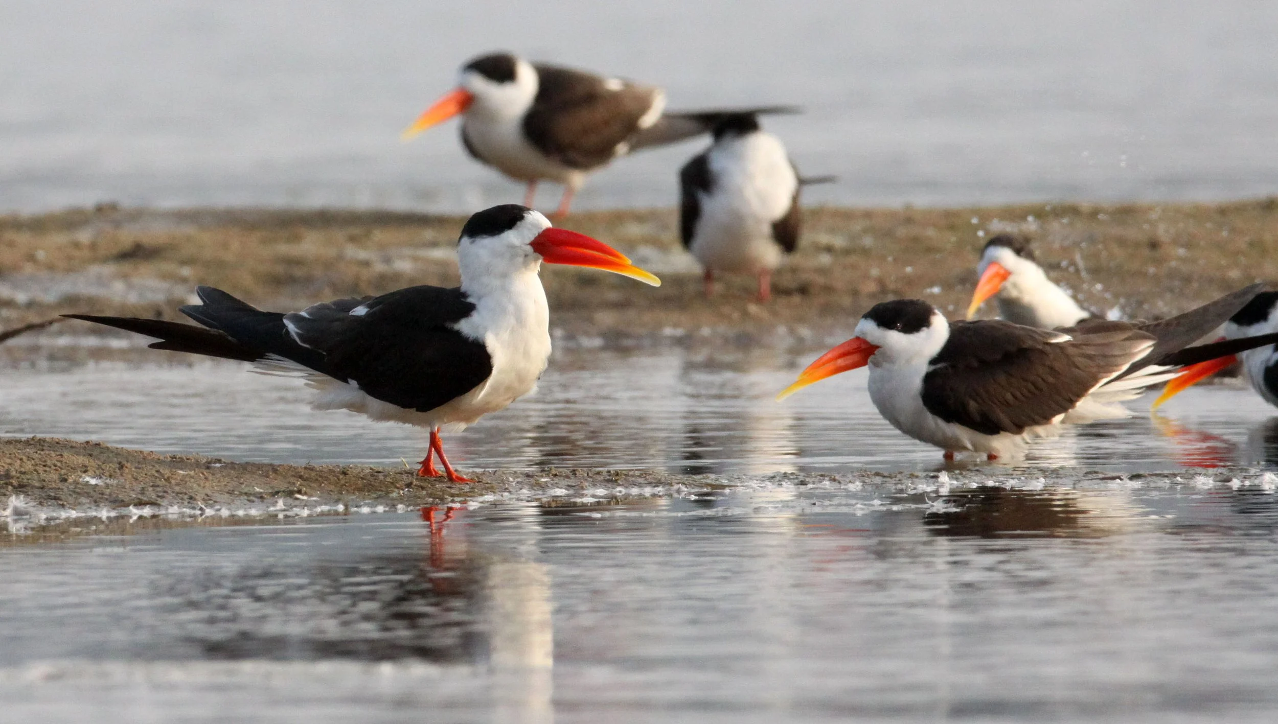 BIRD - SKIMMER - INDIAN SKIMMER - CHAMBAL SANCTUARY INDIA (33).JPG