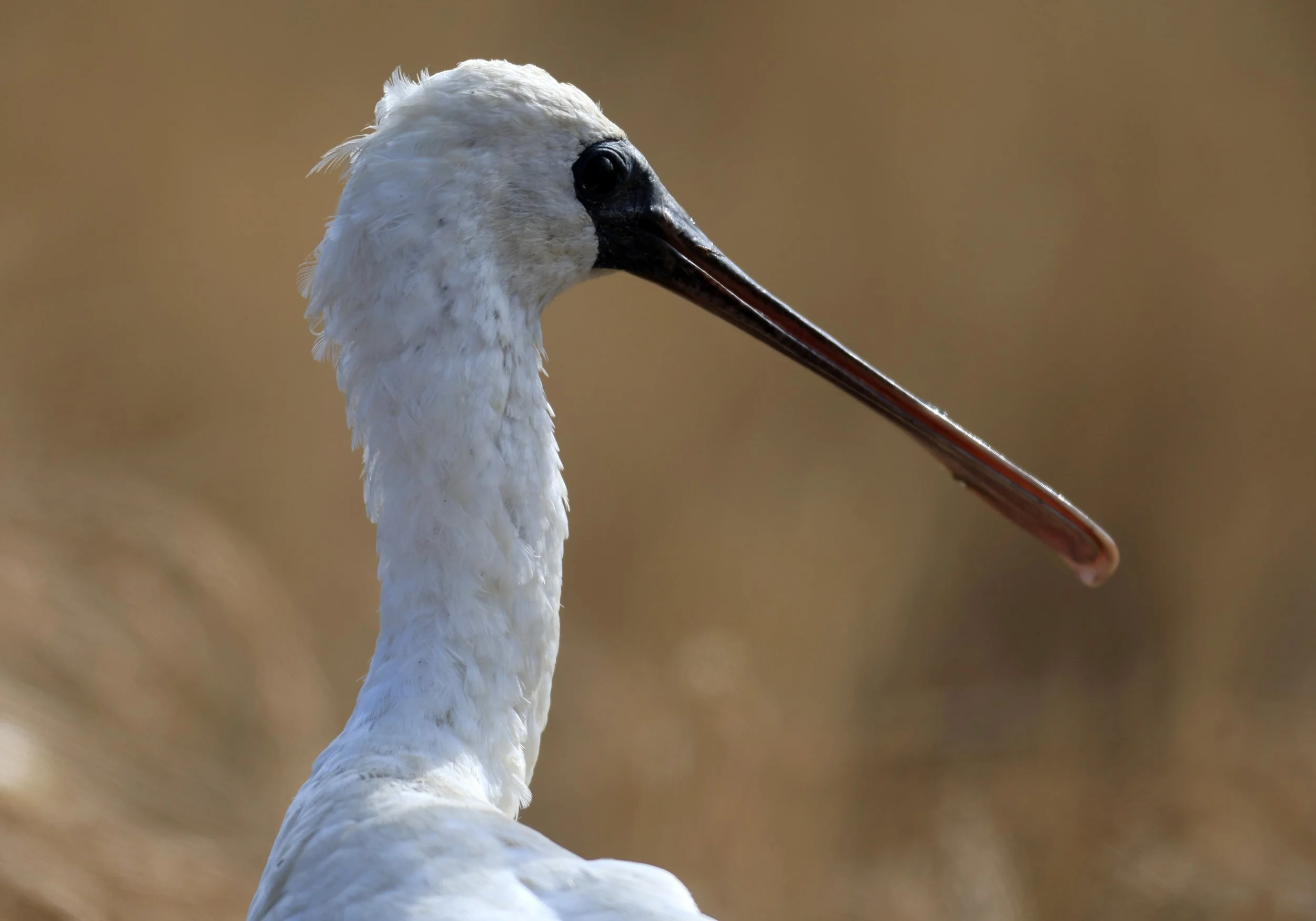 Black-faced Spoonbill (Platalea minor) Izumi Crane Center and Fields Izumi Kagoshima Japan (47).jpg