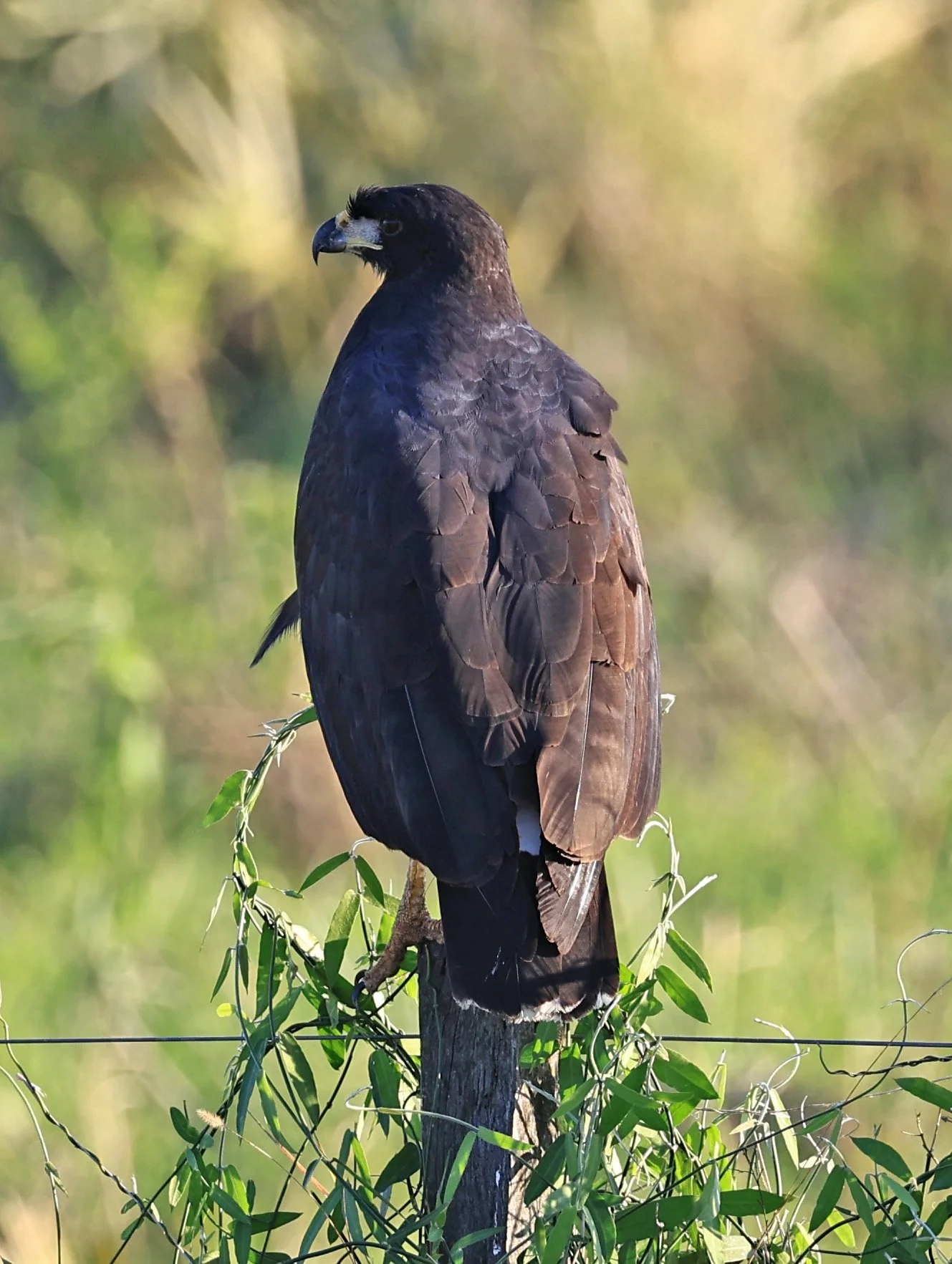 Great Black Hawk (Buteogallus urubitinga) Wetlands along Road between Pozo Colorado & Asuncion (13).jpg