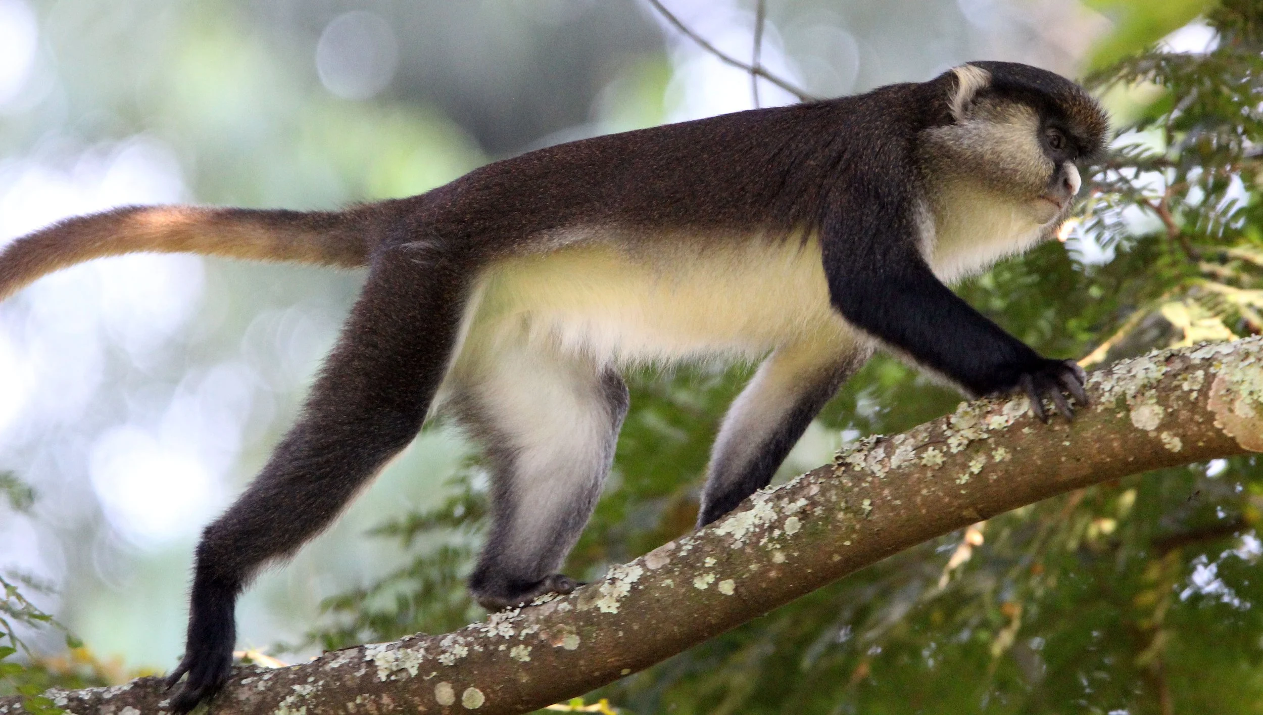 CERCOPITHECIDAE - Cercopithecus denti X ascanius schmidti - DENT'S-RED-TAILED MONKEY HYBRID - NYUNGWE NATIONAL PARK RWANDA (14).JPG