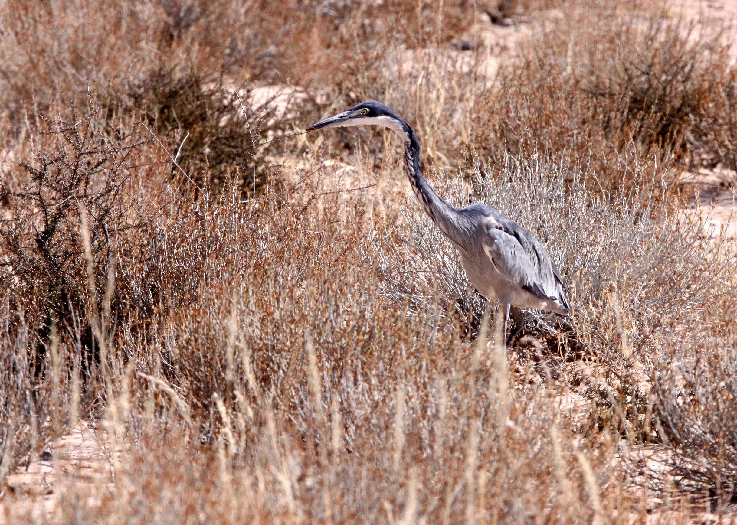 HERON - BLACK-HEADED HERON - Ardea melanocephala - KGALAGADI NATIONAL PARK SOUTH AFRICA (9).JPG