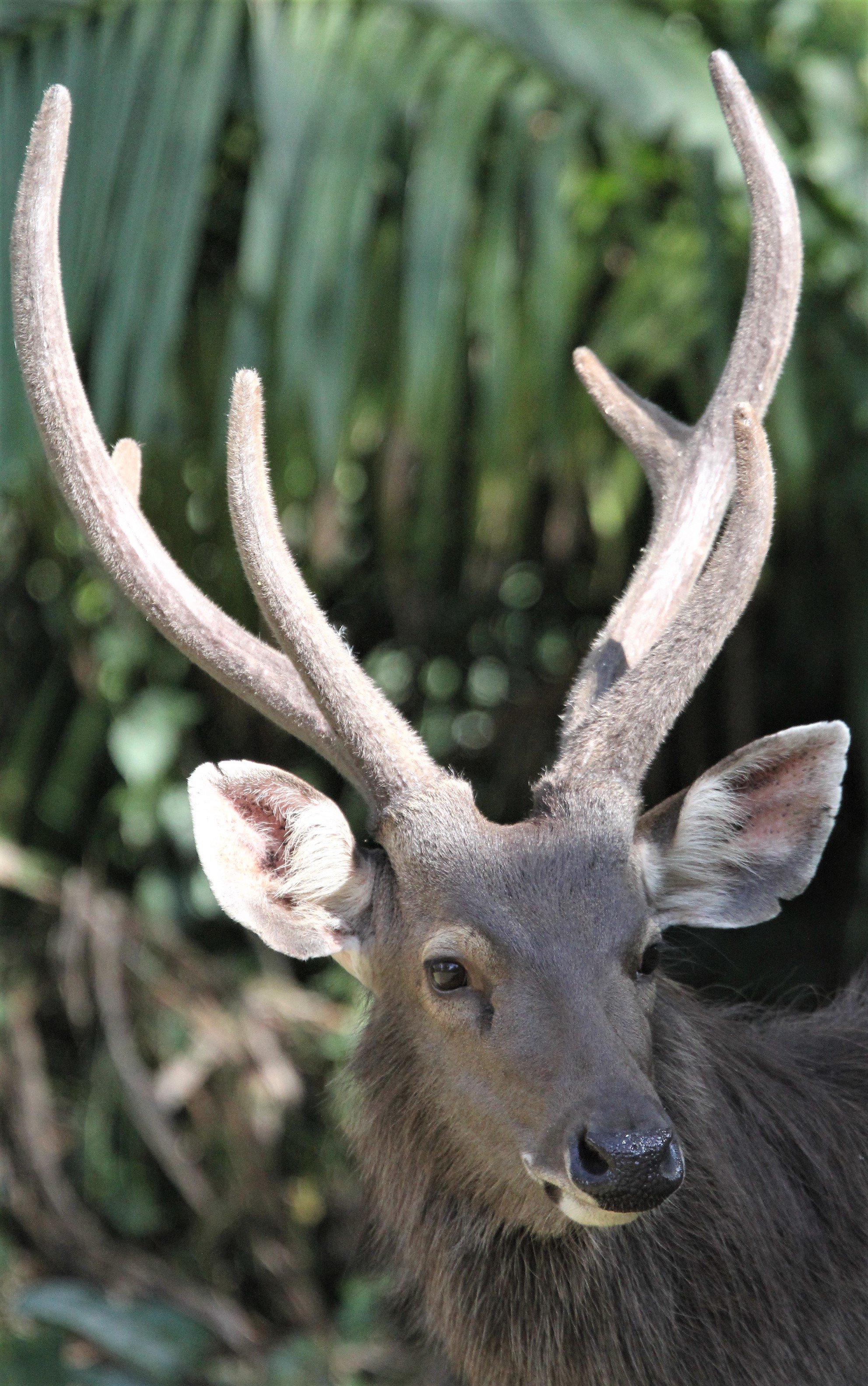 CERVID - SAMBAR - KHAO YAI NP Q.jpg