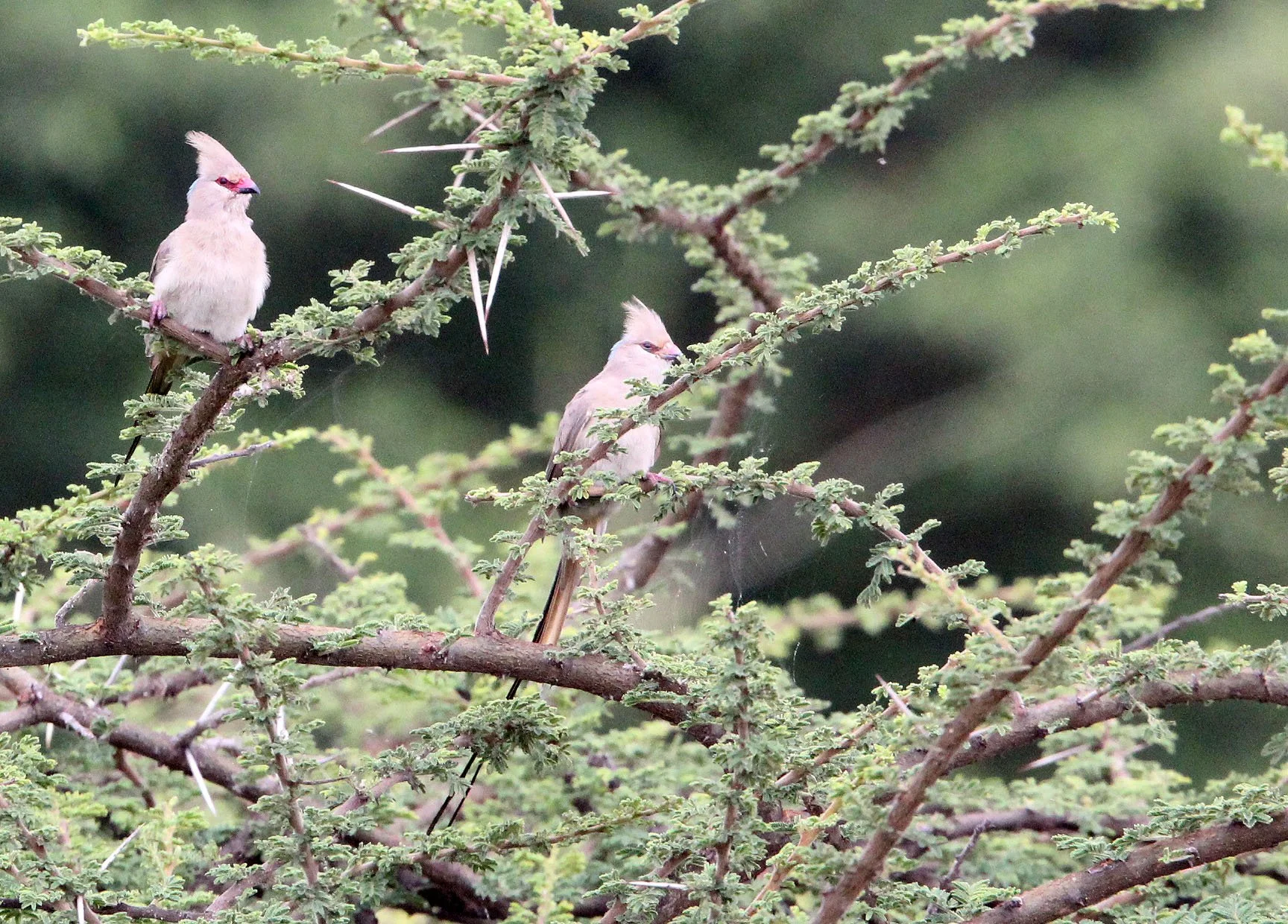 Blue-naped Mousebird (Urocolius macrourus) Langano Lake Ethiopia (3).JPG