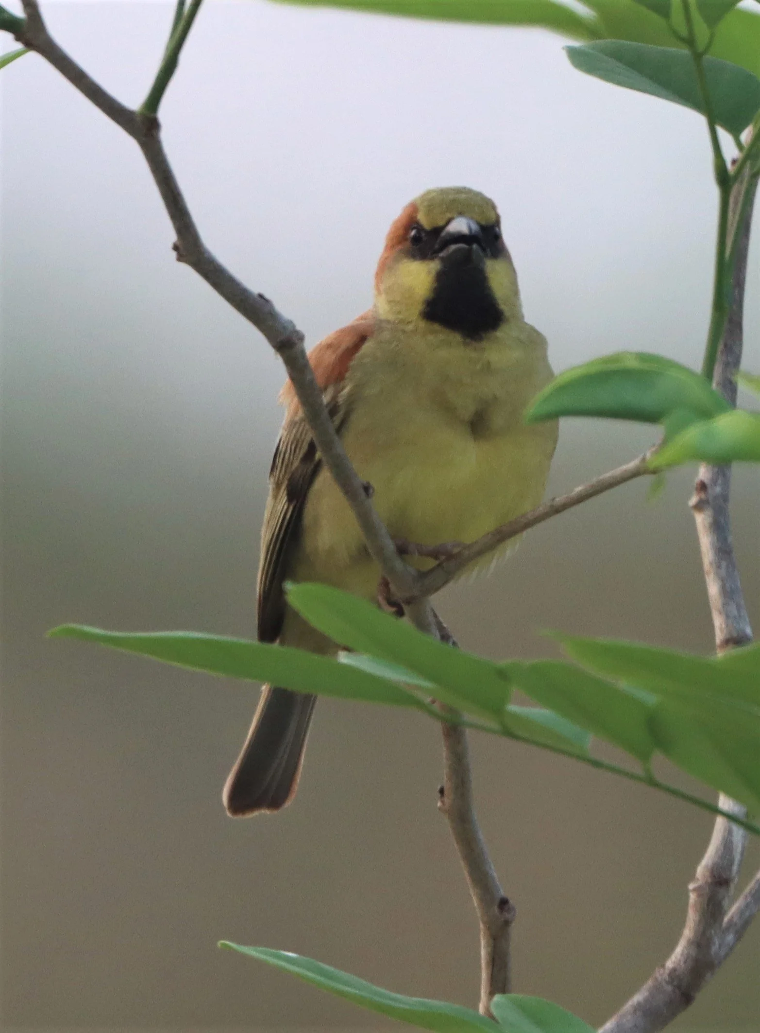 Plain-backed Sparrow (Passer flaveolus) Kabin Buri Wetlands Thailand (4).jpg