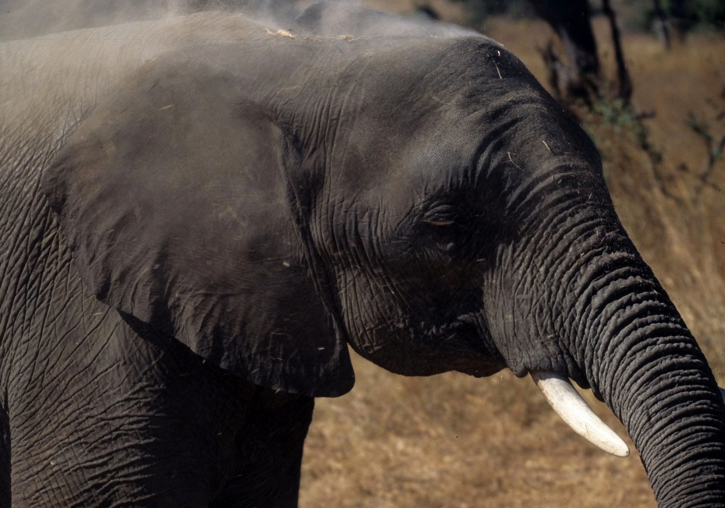 ELEPHANT - ZIMBABWE H.jpg