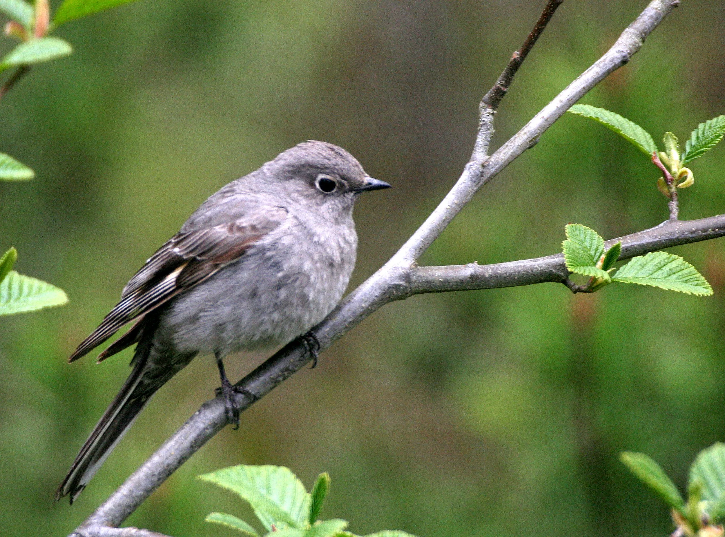 Townsend's Solitaire (Myadestes townsendi) Lake Farm Olympic Peninsula Washington (4).jpg