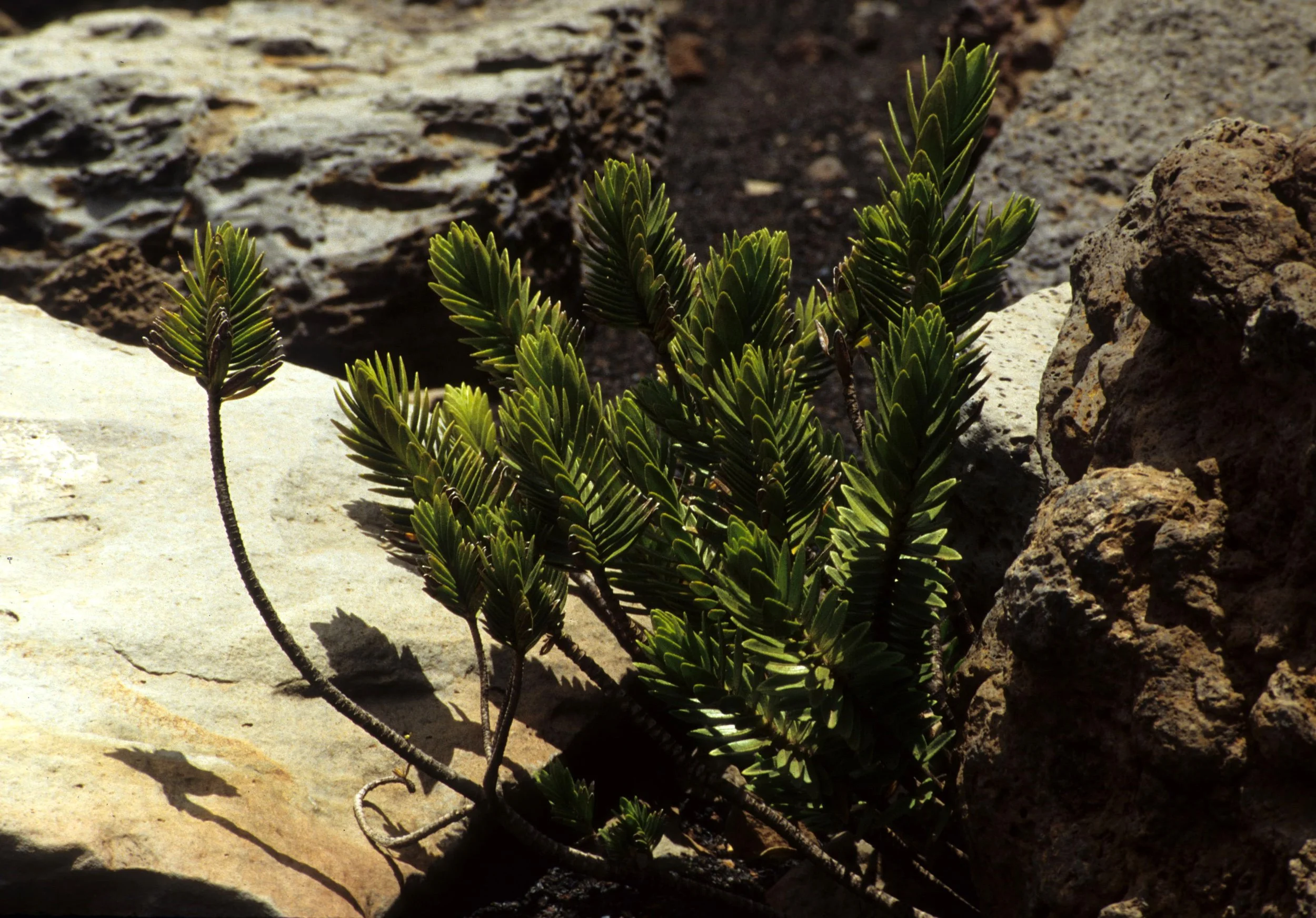 HAWAII - HAWAII - NATIVE PLANTS.jpg
