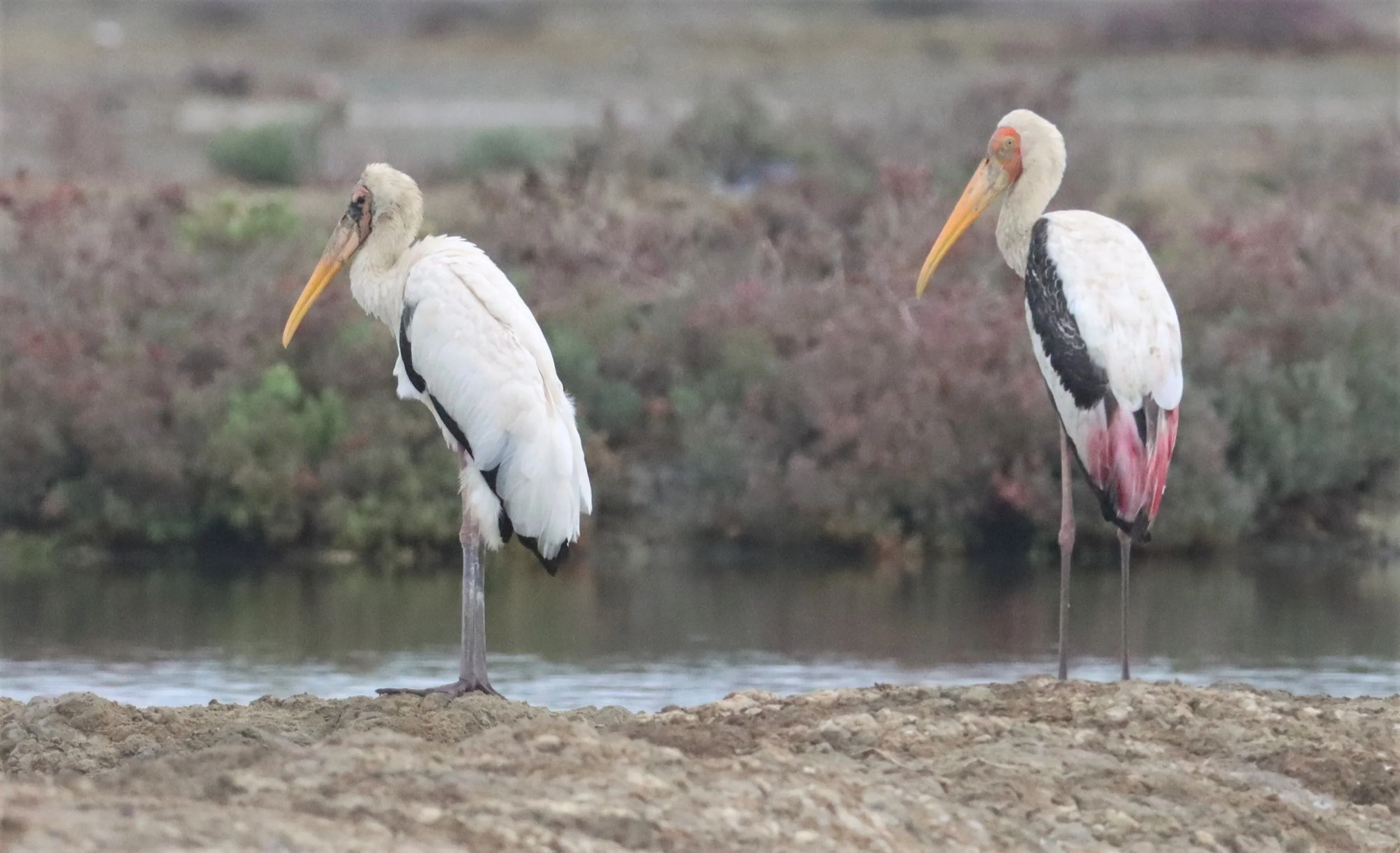 STORK - MILKY STORK - Mycteria cinerea - WITH PAINTED STORK - KHLONG TAMRU CHONBURI (34).jpg
