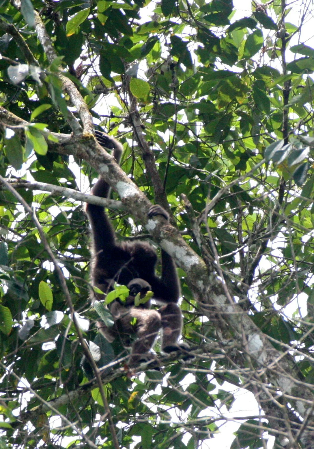 HYLOBATIDAE - Hylobates muelleri - MUELLER'S (GRAY) GIBBON - TABIN WILDLIFE RESERVE  (41).JPG