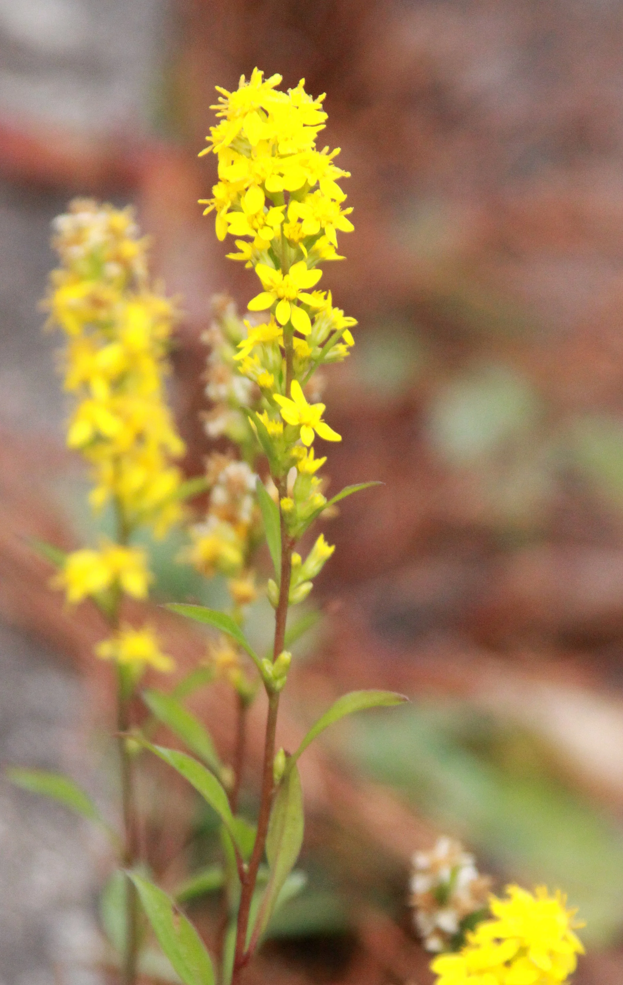 MEIHUASHAN - FUJIAN CHINA (64).JPG