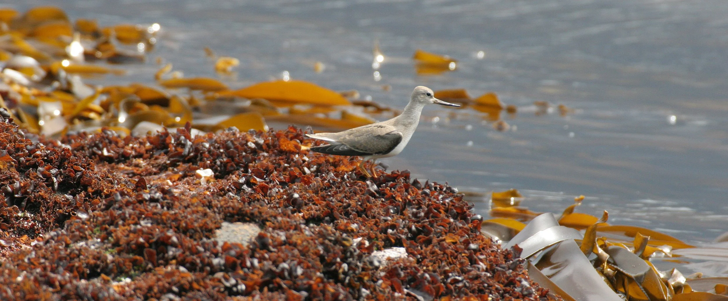 BIRD - SANDPIPER - TEREK SANDPIPER - KURIL ISLANDS RUSSIA (2).jpg