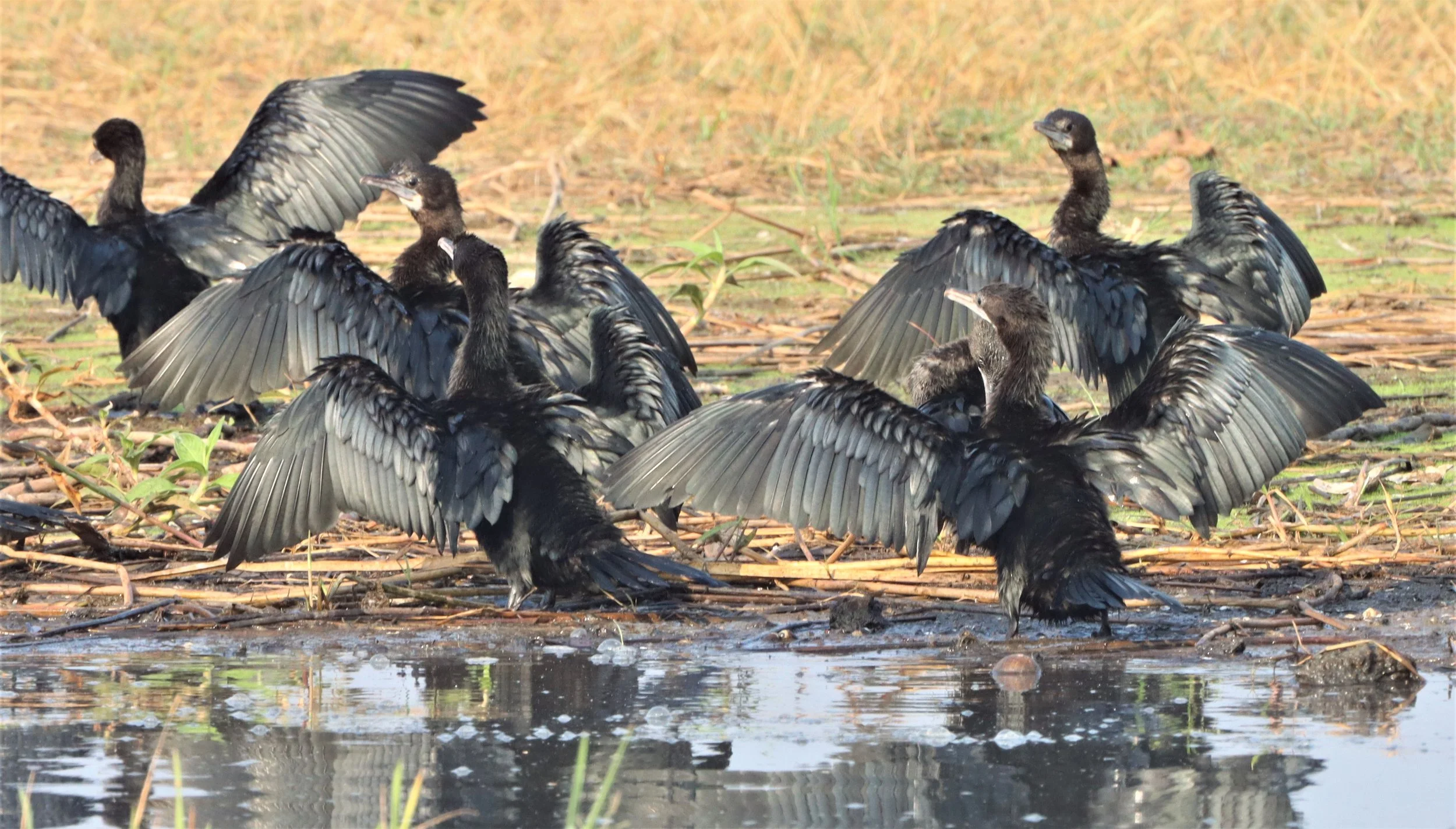 Microcarbo niger - Little Cormorant - Bueng Boraphet Wetlands Thailand (58).jpg