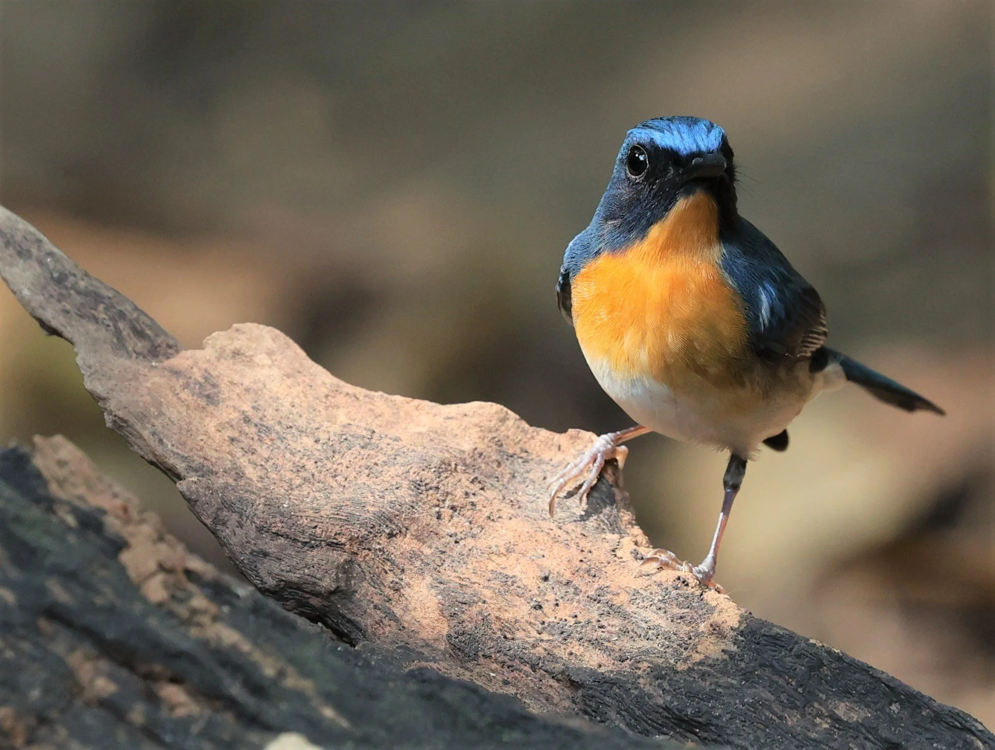 FLYCATCHER - CHINESE BLUE FLYCATCHER - Cyornis glaucicomans - PETCHABURI PROVINCE - NUY HIDE NEAR KAENG KRACHAN JAN 2022 (38).jpg