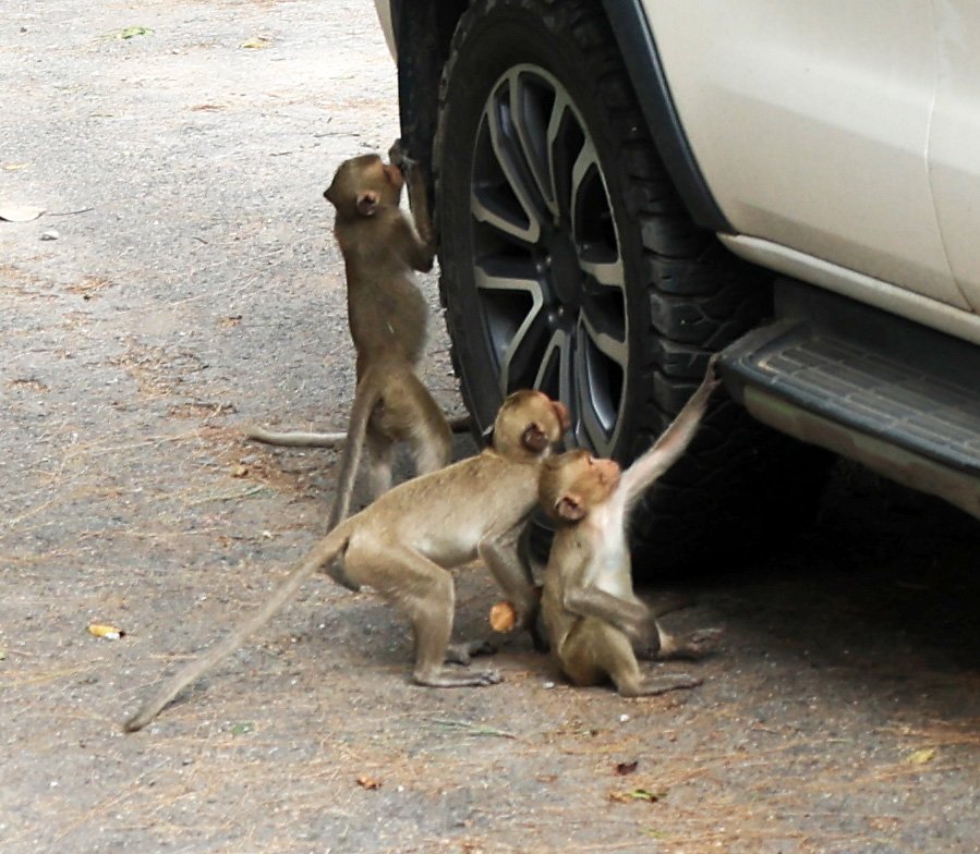 Khao Nor Khao Kaew Bat Viewing Nakhon Sawan (27).jpg