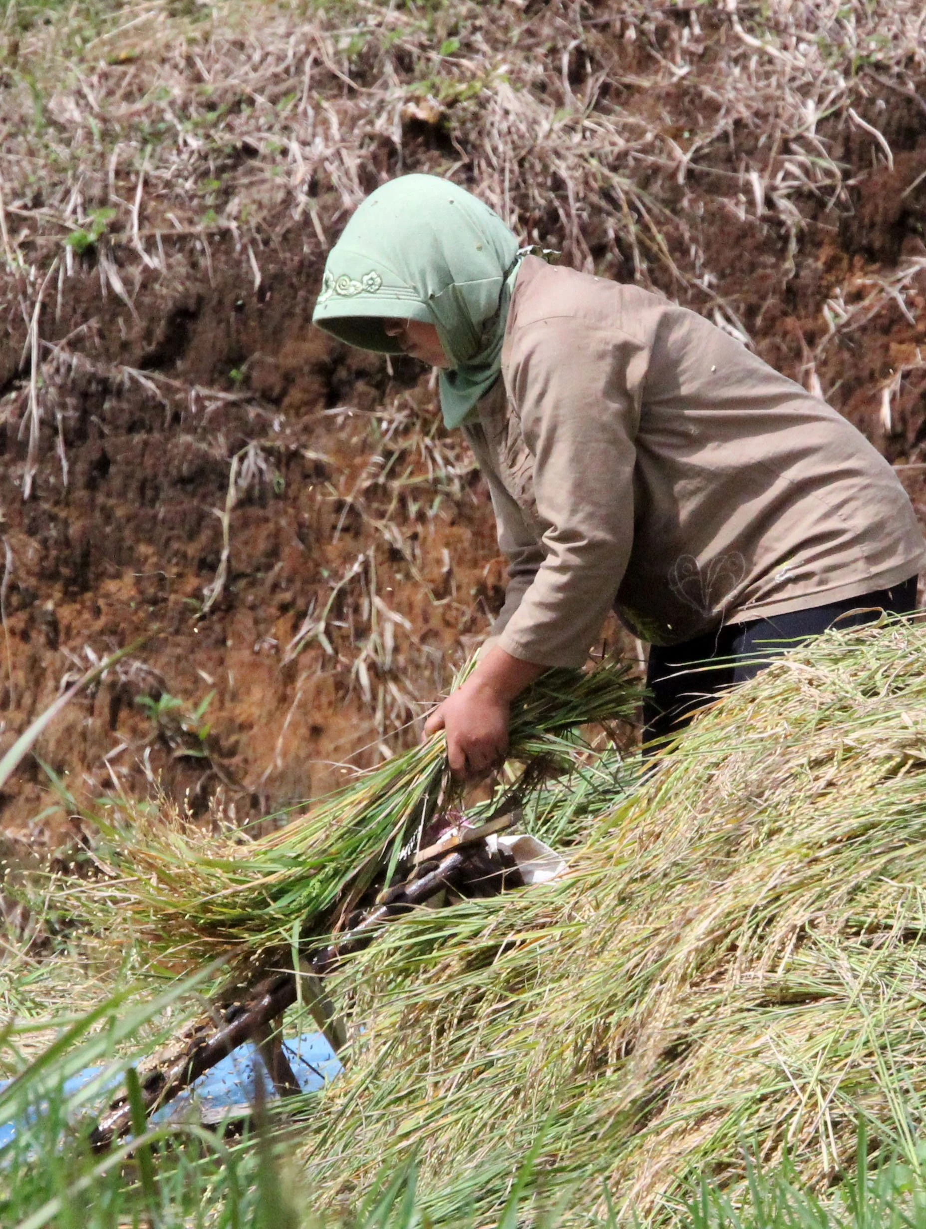HALIMUN NATIONAL PARK JAVA BARAT INDONESIA (20).JPG