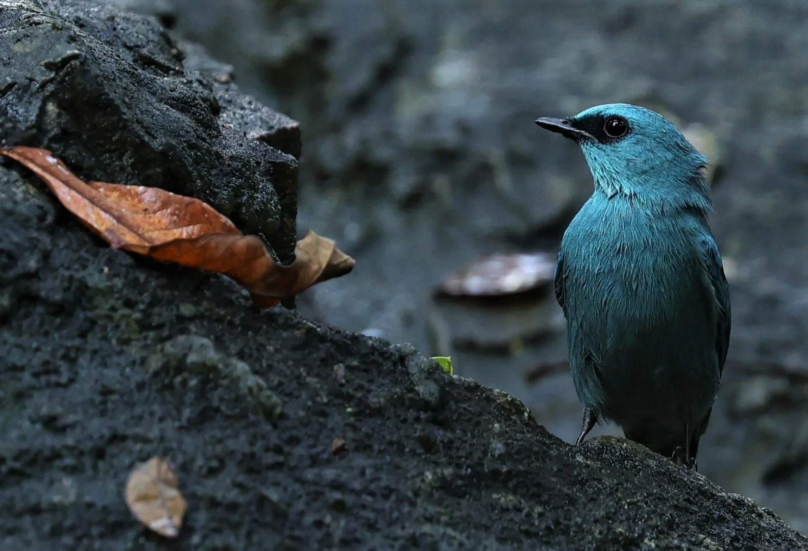FLYCATCHER - VERDITER FLYCATCHER - Eumyias thalassina - WAT THAM PRATHUM CHONBURI JAN 30 2022 (76).jpg
