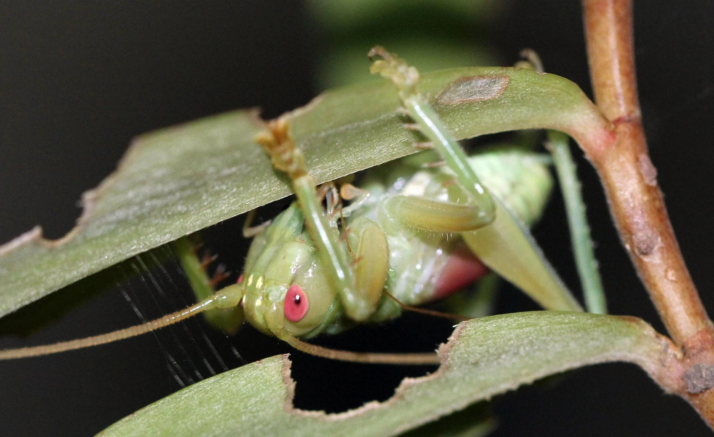 Gryllidae - Species 1 - Koh Lanta, Thailand (23).JPG